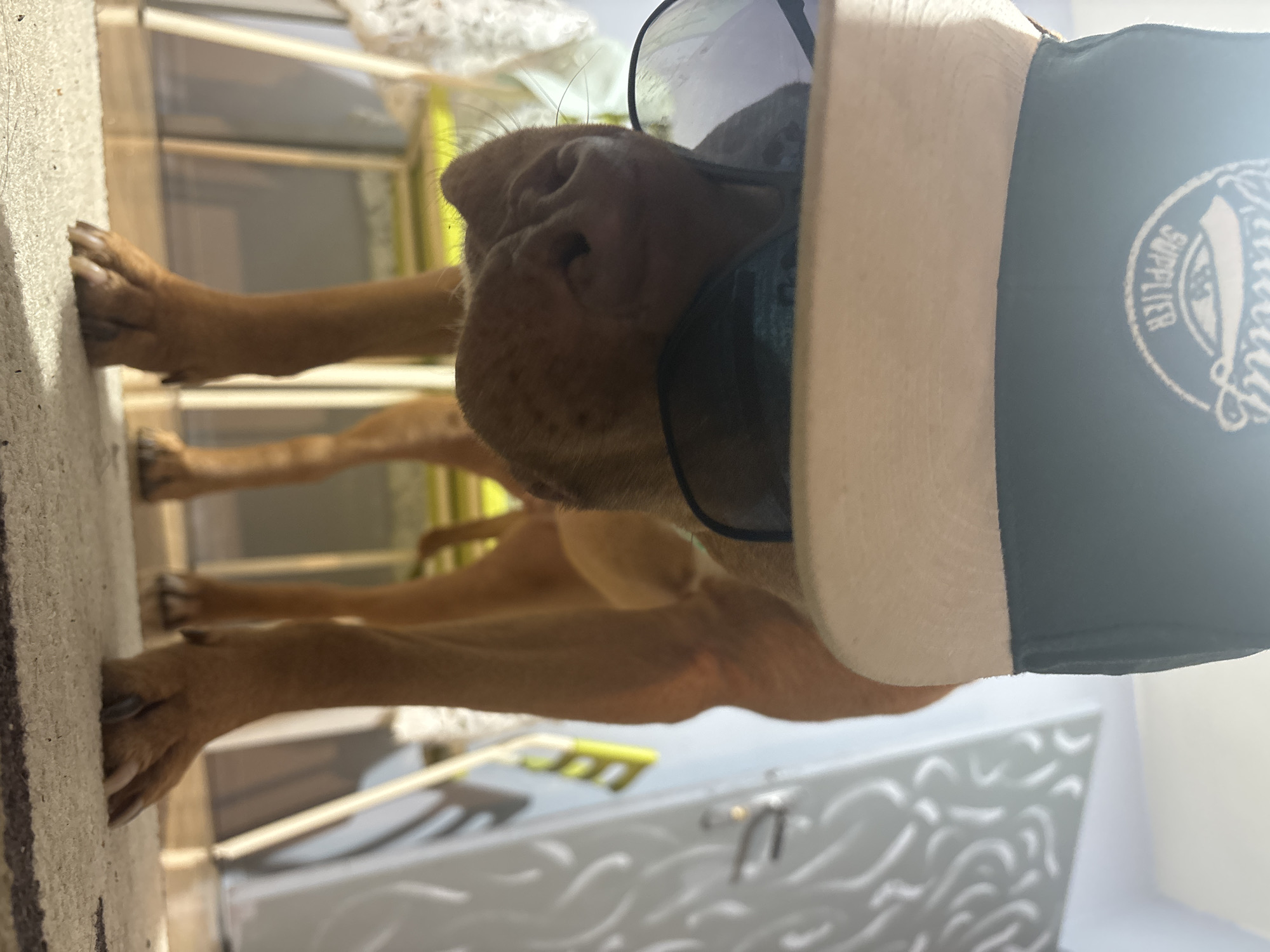 A medium shot captures a tan dog indoors, lying down. The dog is wearing sunglasses and a baseball cap, with the cap's logo partially visible. The background includes a patterned rug, a piece of white lace fabric, and a shelf with items including cleaning tools. The image is rotated 90 degrees counterclockwise. There is nothing in the picture to indicate it was taken in Sofia, Bulgaria.
