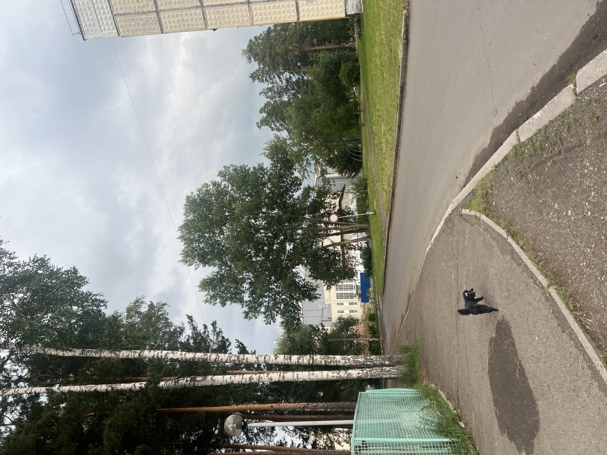 The image shows an outdoor scene with a focus on two black cats on a paved walkway. The cats are the primary subjects, with one lying on its back and the other standing. The setting appears to be a residential area, possibly a park or courtyard, with buildings visible in the background. Trees, including birch trees with their distinctive white bark, line the walkway and contribute to a natural, somewhat overgrown atmosphere. A road runs alongside the walkway, with a patch of green grass separating them. A light gray, overcast sky suggests it is daytime, likely in the morning or afternoon, with possibly impending rain due to the dark patches on the pavement. A green metal fence is also present, adding to the urban-natural blend of the environment. The overall mood is one of quiet domesticity, with the cats enjoying a relaxed moment in their surroundings. There is no visible text in the image. The location context is Zheleznogorsk, Russia.
