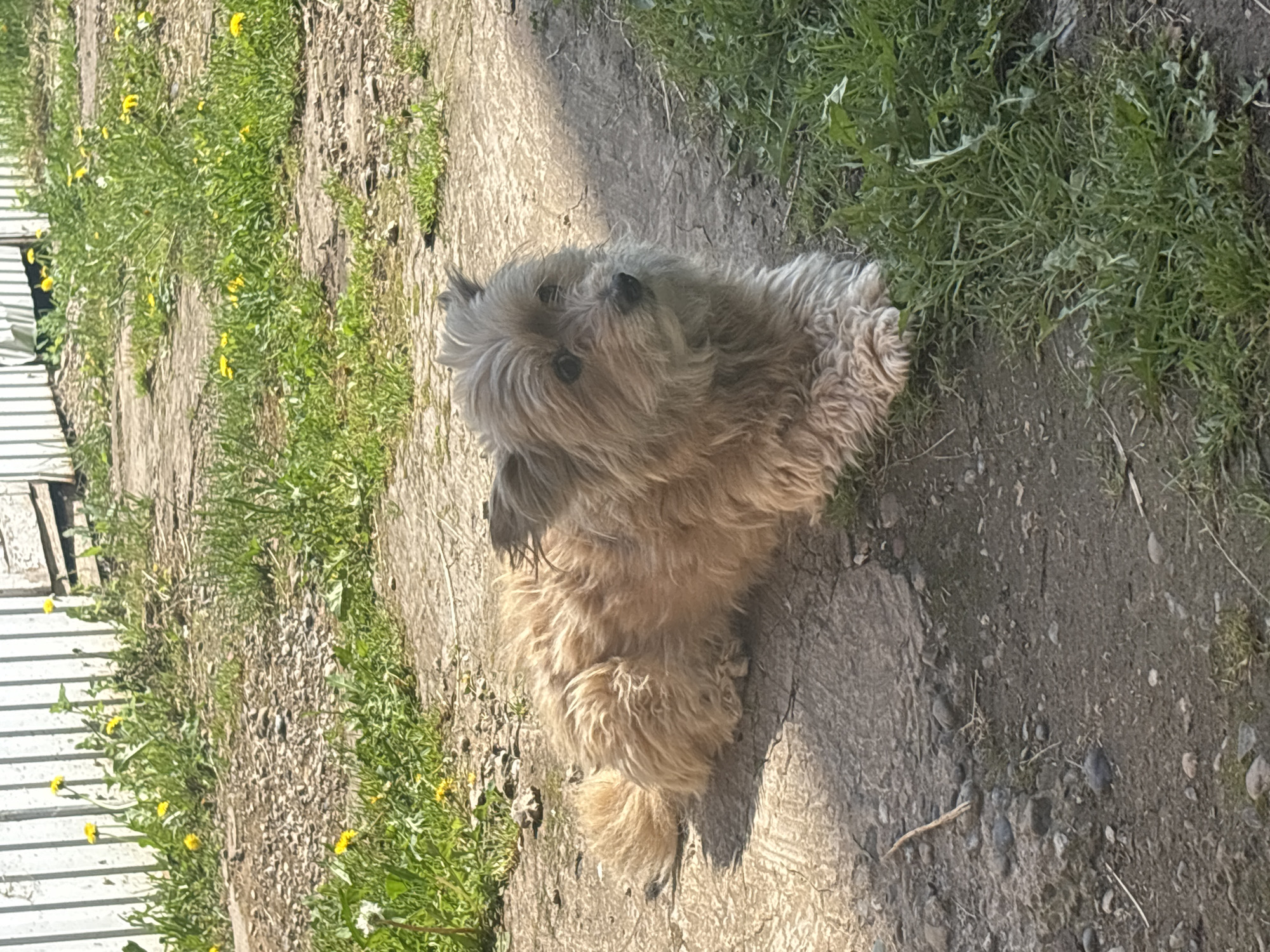 A medium-sized, tan-colored, fluffy dog is sitting on a dirt and gravel path, looking upwards. The path is bordered by patches of green grass and dandelions on either side. In the background to the left, a section of a white wooden fence is visible. The location is presumed to be near Аряж, Russia based on the prompt's instructions. No humans are visible in the image.