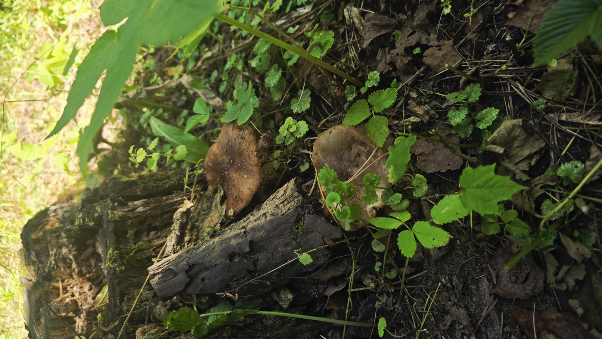 This media file captures a close-up, low-angle view of the forest floor in Il'inskiy, Russia. The scene is dominated by natural elements, with two brown mushrooms being the primary subjects, nestled amongst damp soil, decaying leaves, and various green plants. A weathered, dark brown piece of fallen wood or a decaying log lies horizontally across the foreground, adding texture and depth.
Surrounding the mushrooms and wood are small, vibrant green leaves, some with serrated edges and others with a more rounded, heart shape. Larger green leaves, likely from a nearby plant, arch over the scene from the upper left, casting soft shadows and creating a sense of depth. The ground is a mix of dark earth, fallen pine needles, and a scattering of brown leaves, indicating a woodland environment. Some moss is visible clinging to the rough surface of the fallen wood.
The lighting suggests it might be daytime, possibly late morning or afternoon, with dappled sunlight filtering through the canopy, creating highlights on the leaves and mushrooms, particularly in the upper left portion of the image. The overall atmosphere is one of a quiet, natural, and slightly damp forest environment. There are no people, animals, or visible text in the image. The focus is purely on the detailed textures and forms of the forest floor.