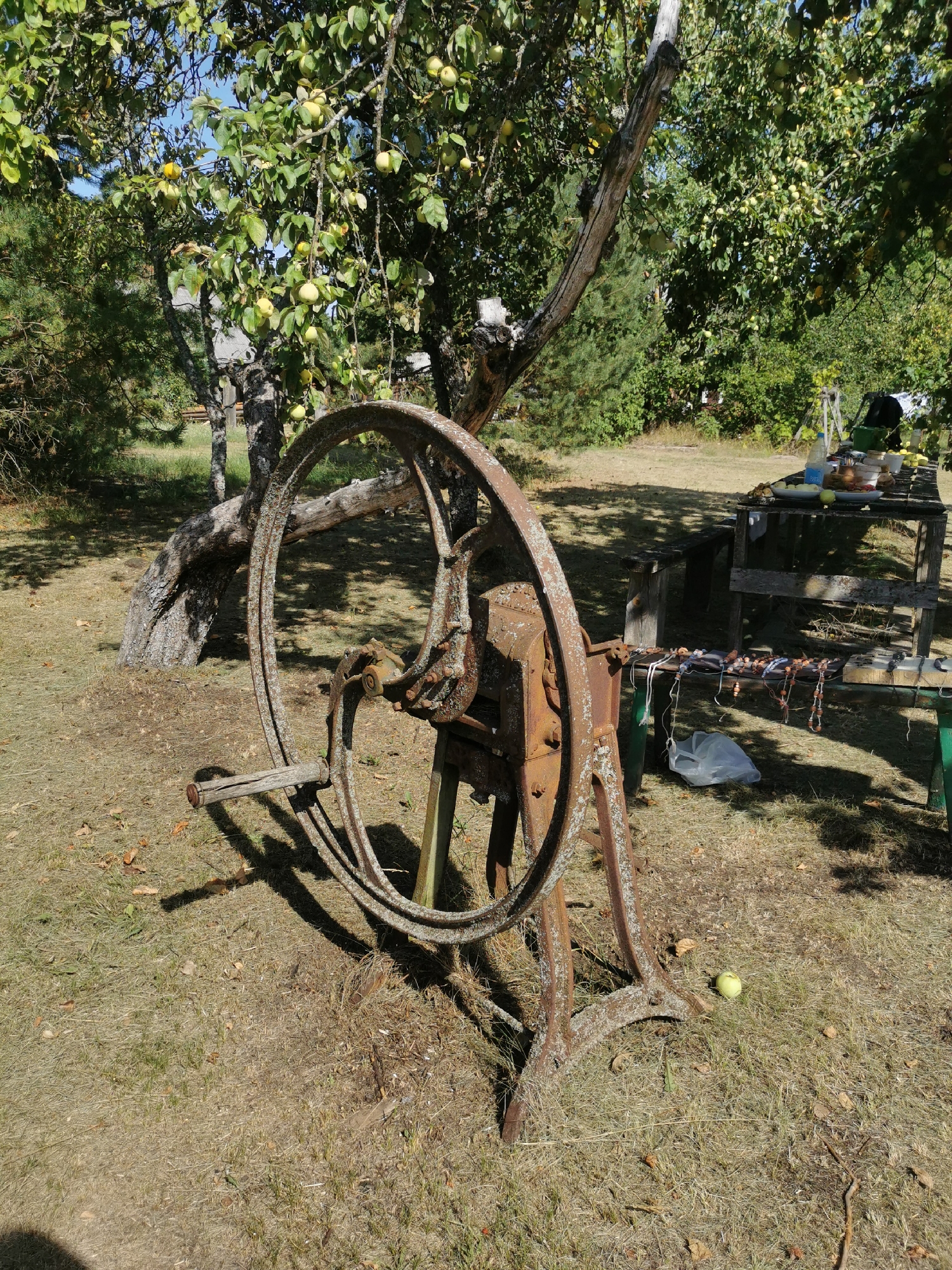 An outdoor scene depicts an old, rusted mechanical device with a large wheel, possibly a historical farm implement, situated on dry grass. Behind it, an apple tree laden with fruit is visible, with its trunk and branches partially obscuring a wooden table laden with various containers and items. The background shows a lush green environment with trees and foliage, suggesting a rural or garden setting. The lighting indicates a sunny day. The overall impression is one of a rustic, possibly abandoned, agricultural area.
