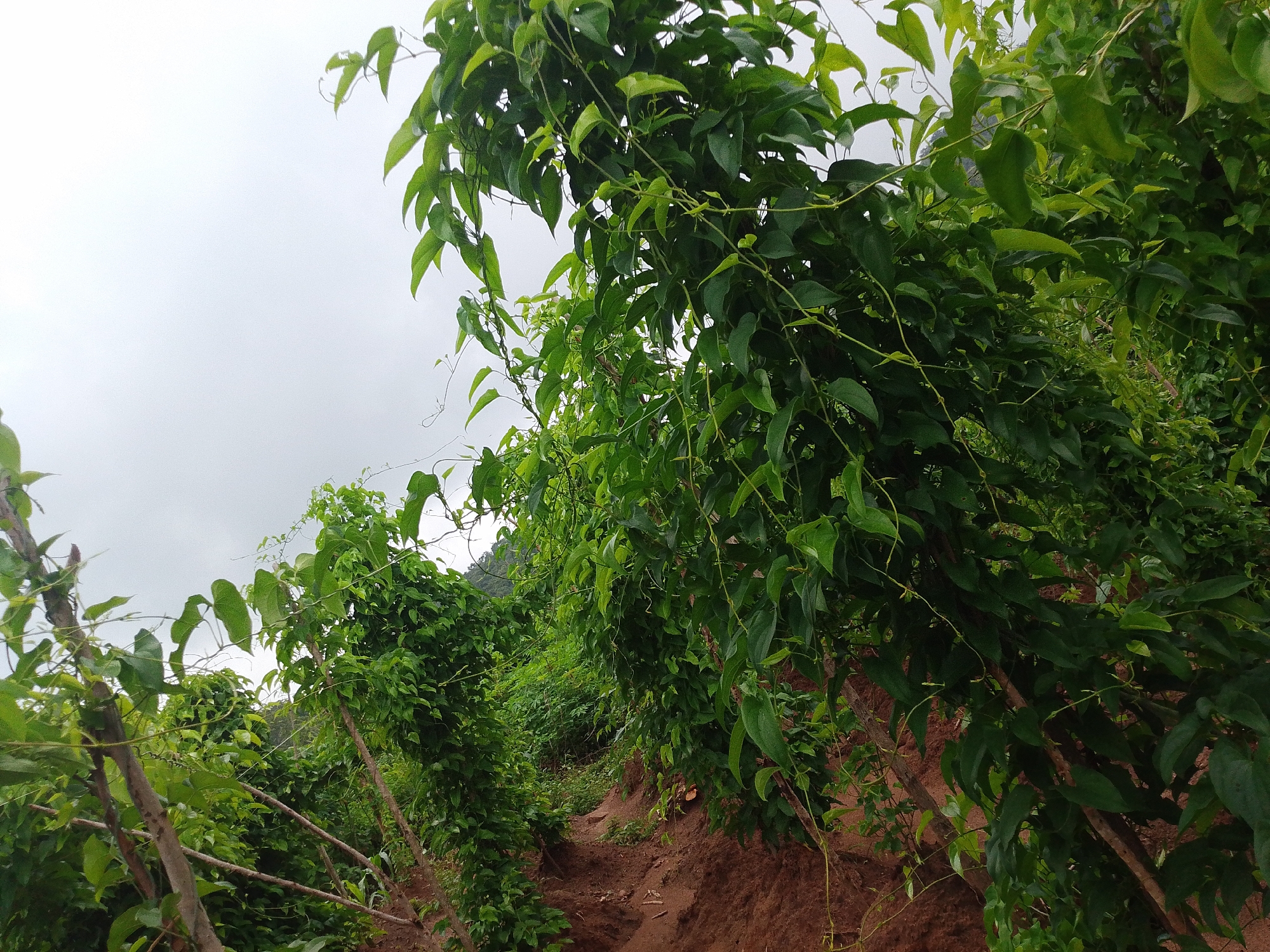 A close-up, low-angle outdoor shot captures a lush, verdant landscape with a path winding through dense vegetation. The scene is dominated by a profusion of green leaves and branches, with some plants growing upright and others trailing. The ground beneath the vegetation appears to be reddish-brown soil, suggesting a natural, possibly rural setting within or near Lokoja, Nigeria. The sky is overcast, with a light grey hue, indicating a cloudy or misty day. No people or animals are visible in the frame. The image conveys a sense of natural growth and a tranquil, possibly uncultivated environment.