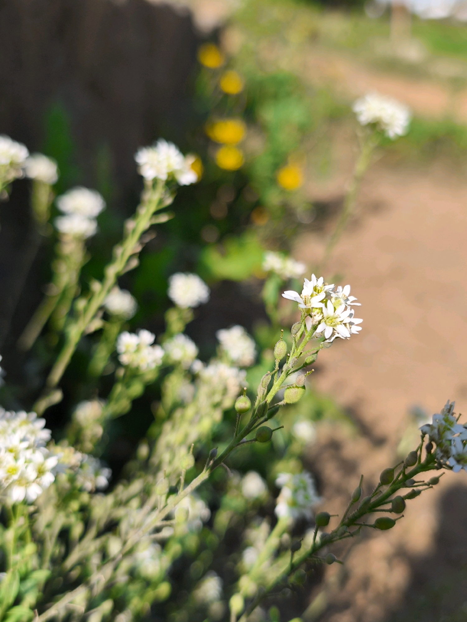 The image displays a close-up view of small white flowers with green seed pods on a plant stem. The flowers are delicate and clustered together, with visible petals and centers. The seed pods are oval-shaped and appear to be developing. The background is blurred, showing hints of green foliage, yellow flowers, and a brown path. The lighting suggests it is daytime, with sunlight casting shadows. The scene is likely in a natural or garden setting.