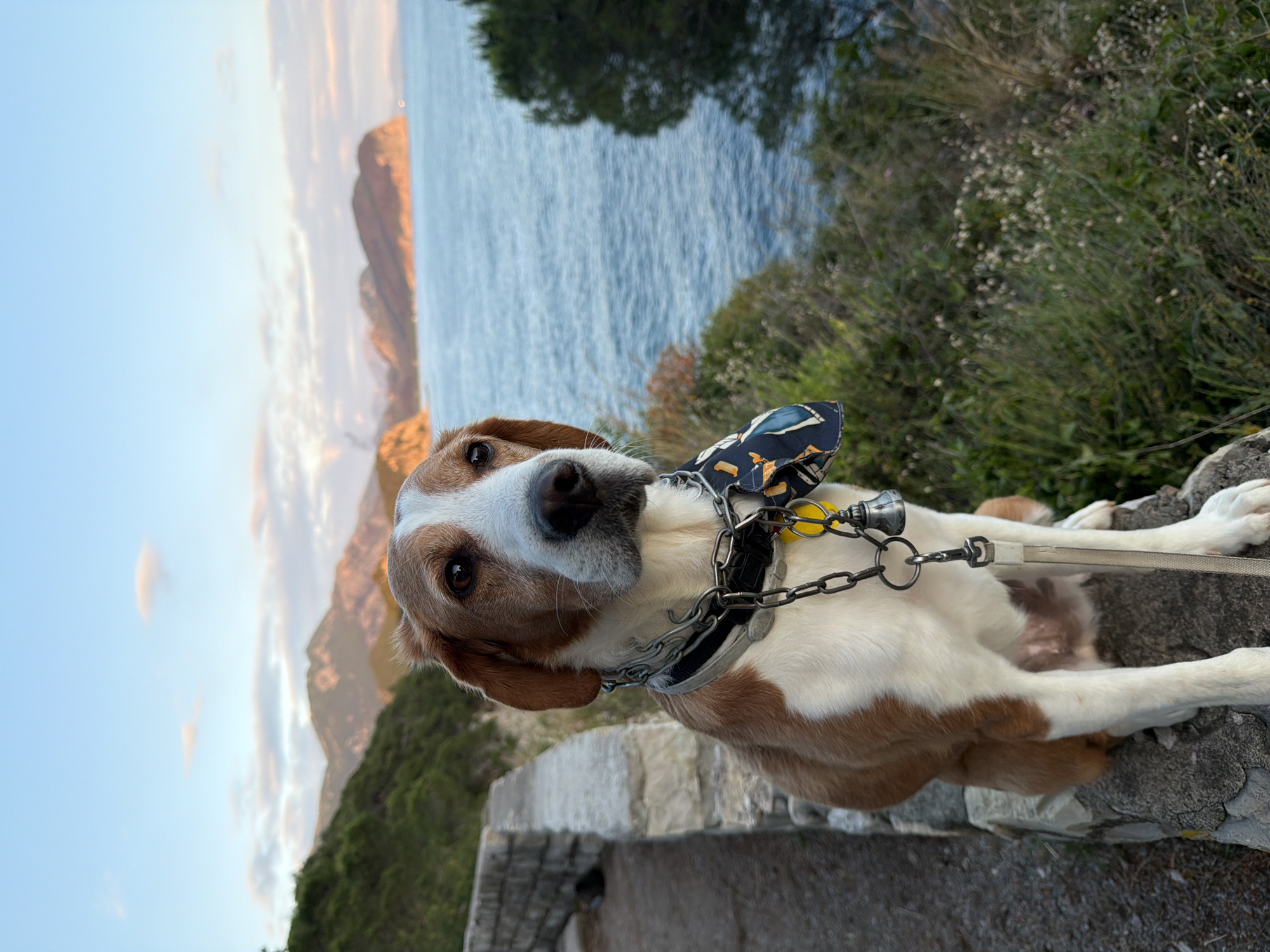 A medium shot depicts a brown and white dog with a blue bow tie and chain leash, perched on a stone structure. In the background, the Adriatic Sea and cliffs are visible, likely photographed in Petrovac centar, Montenegro. The sunset or sunrise bathes the distant mountains in a warm glow. Vegetation grows around the dog and stone structure.