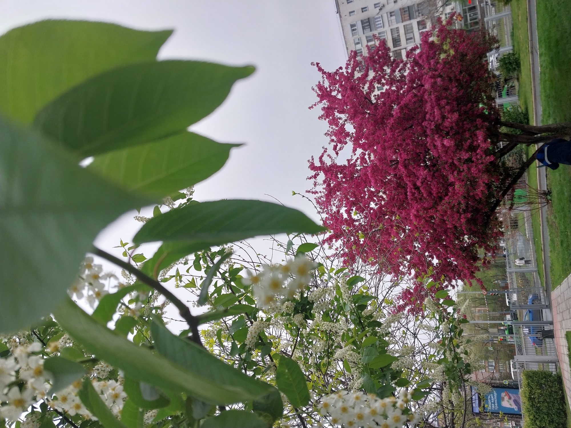 The image shows a view from below, looking up at trees and buildings in Orenburg, Russia. In the foreground, there are green leaves and branches with white flowers in bloom. Behind them, a tree with dense, dark pink blossoms stands out. In the background, an apartment building is visible under an overcast sky. The image also shows a fenced sidewalk with some greenery and a glimpse of urban traffic.