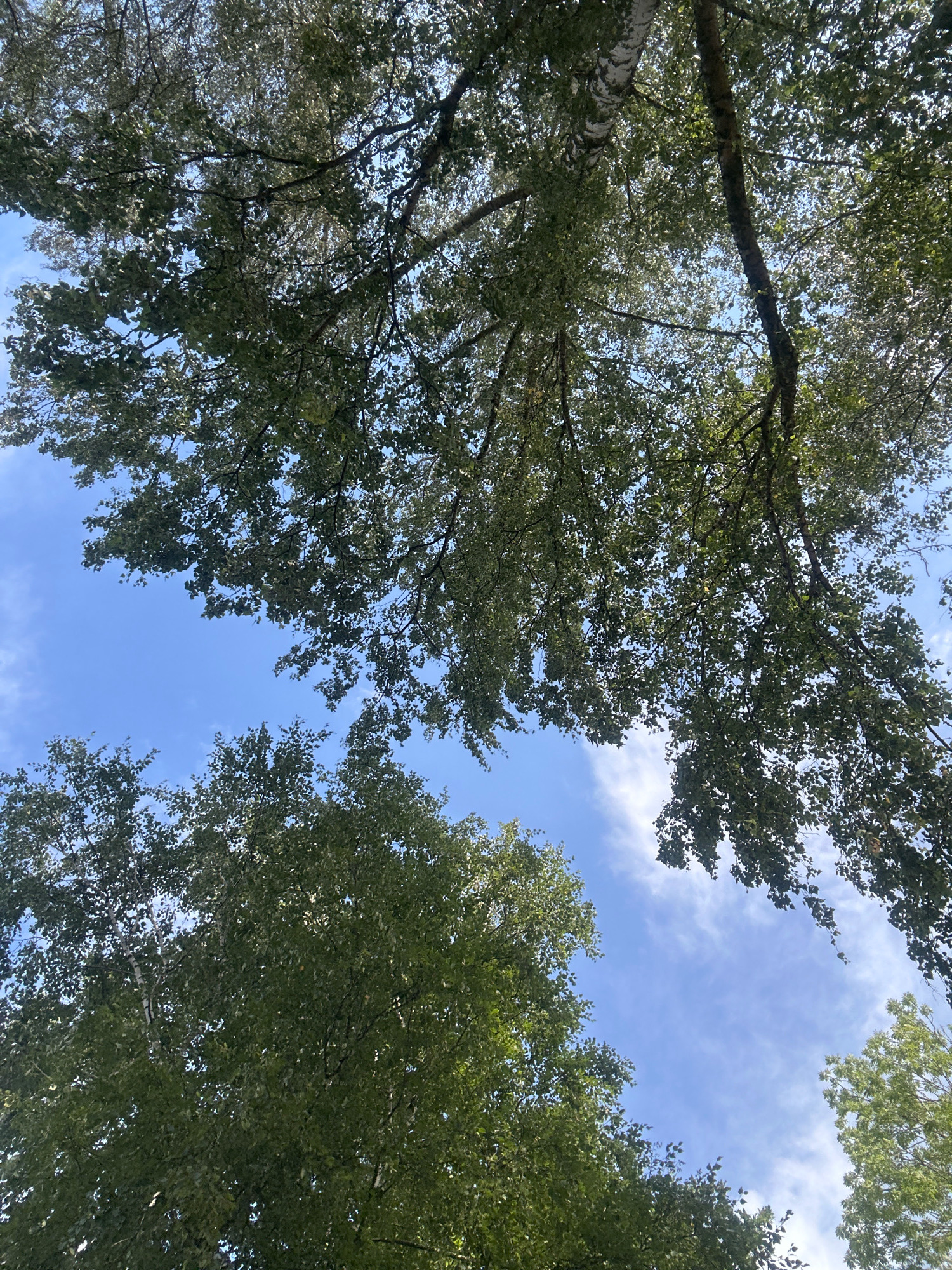 The image shows a low-angle view looking up into the canopy of trees, with a bright blue sky and wispy white clouds visible between the leaves and branches. The trees appear to be deciduous, with abundant green foliage. The branches and trunks of the trees are visible, some with white bark characteristic of birch trees. The scene is likely outdoors in a natural setting. The location is specified as Samtgemeinde Thedinghausen, Germany. There are no people or specific objects identifiable in the image, other than the natural elements of trees and sky.