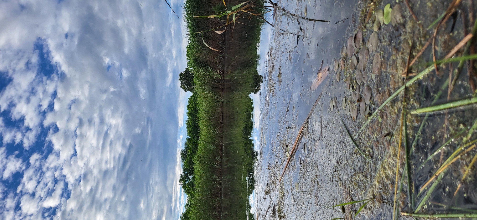 The image depicts a tranquil natural scene near the city of Hetmanivka, Ukraine. In the foreground, the murky water of a pond or canal is covered with green algae and debris, with blades of grass and reeds protruding from the surface. The water reflects the overcast sky and the dense green foliage of trees and reeds that line the far bank. A thin fishing line is visible extending across the water, suggesting human activity in the area. The sky is filled with dramatic, grey clouds interspersed with patches of blue, hinting at a possibly changing weather condition. The overall impression is one of a peaceful, rural landscape.