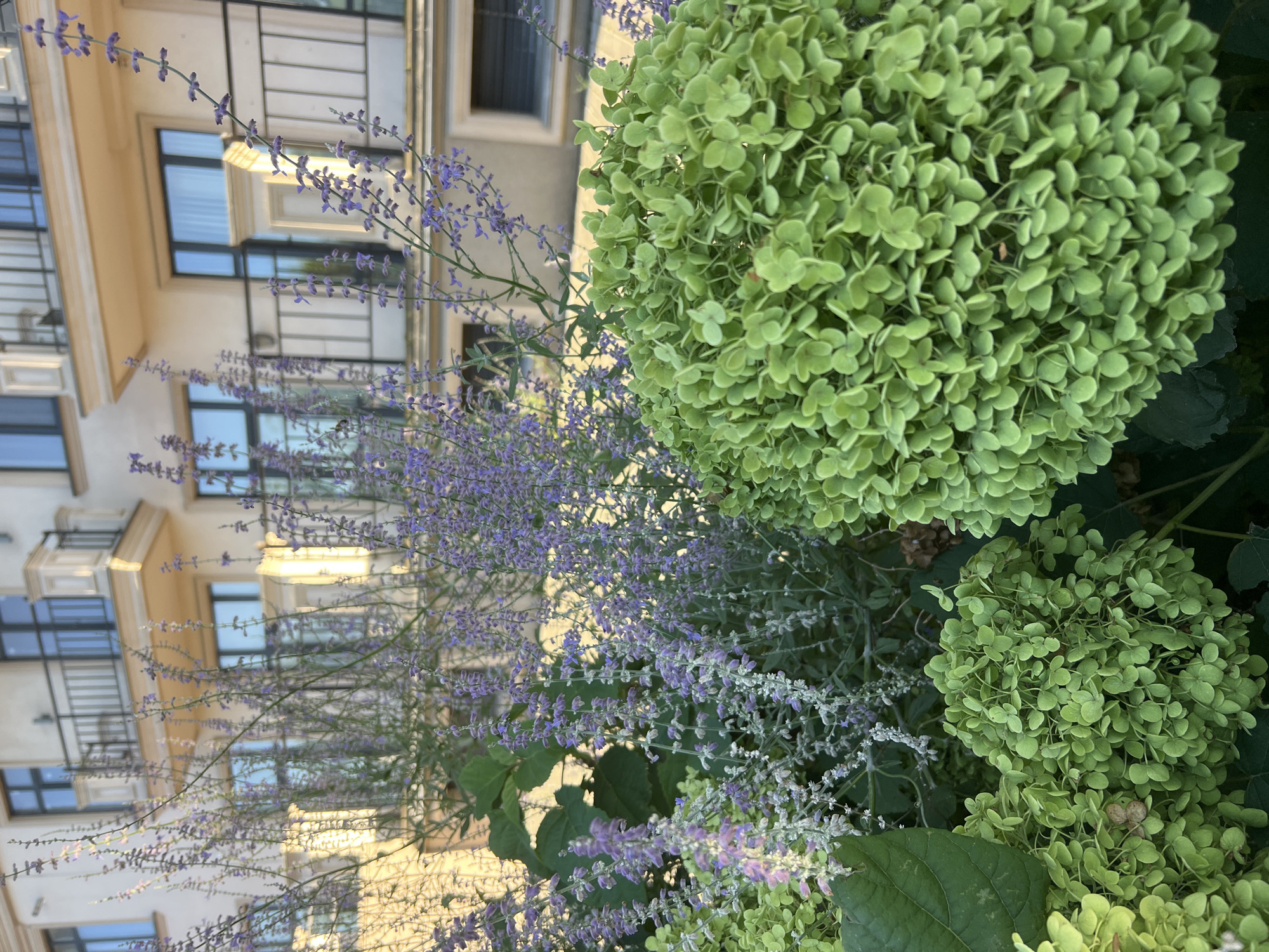 This is a medium shot, eye-level, outdoor photograph of a flower bed in front of a building. The flower bed features clusters of green hydrangeas in the foreground and lavender-colored Russian sage in the midground. Behind the flowers, a light-colored, multi-story building with multiple windows and balconies is visible. The building appears to be modern in design, with balconies featuring black railings. The scene is illuminated by natural sunlight, casting shadows and highlighting the textures of the flowers and building. The location is described as Fontanka, Ukraine. There are no people or animals visible in the image.