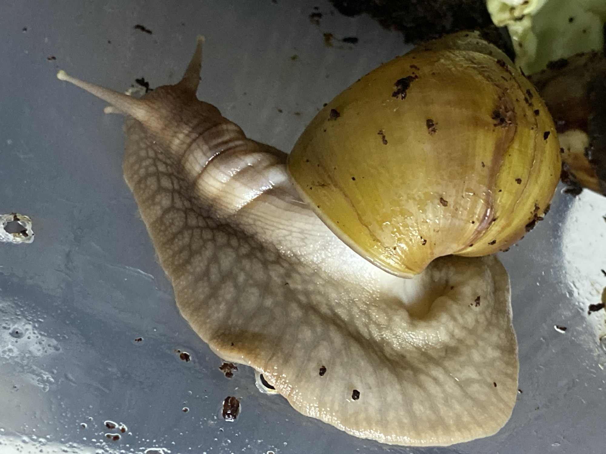The image displays a close-up view of a large snail. The snail's body is extended, revealing its tan-colored, muscular foot and the translucent skin of its head, which features two prominent eye stalks and two smaller tentacles. The snail's shell, a vibrant yellow with darker striations, is visible, curled into a spiral. The shell appears wet, reflecting the light. Small specks of dark soil are adhered to both the snail's body and shell, as well as scattered on the transparent surface it is resting on. The environment appears to be a container, likely for keeping snails, with a smooth, clear bottom and sides. The background is out of focus, showing a dull, gray surface with scattered soil particles. There are no people or any elements suggesting a location in Дьяково, Russia.