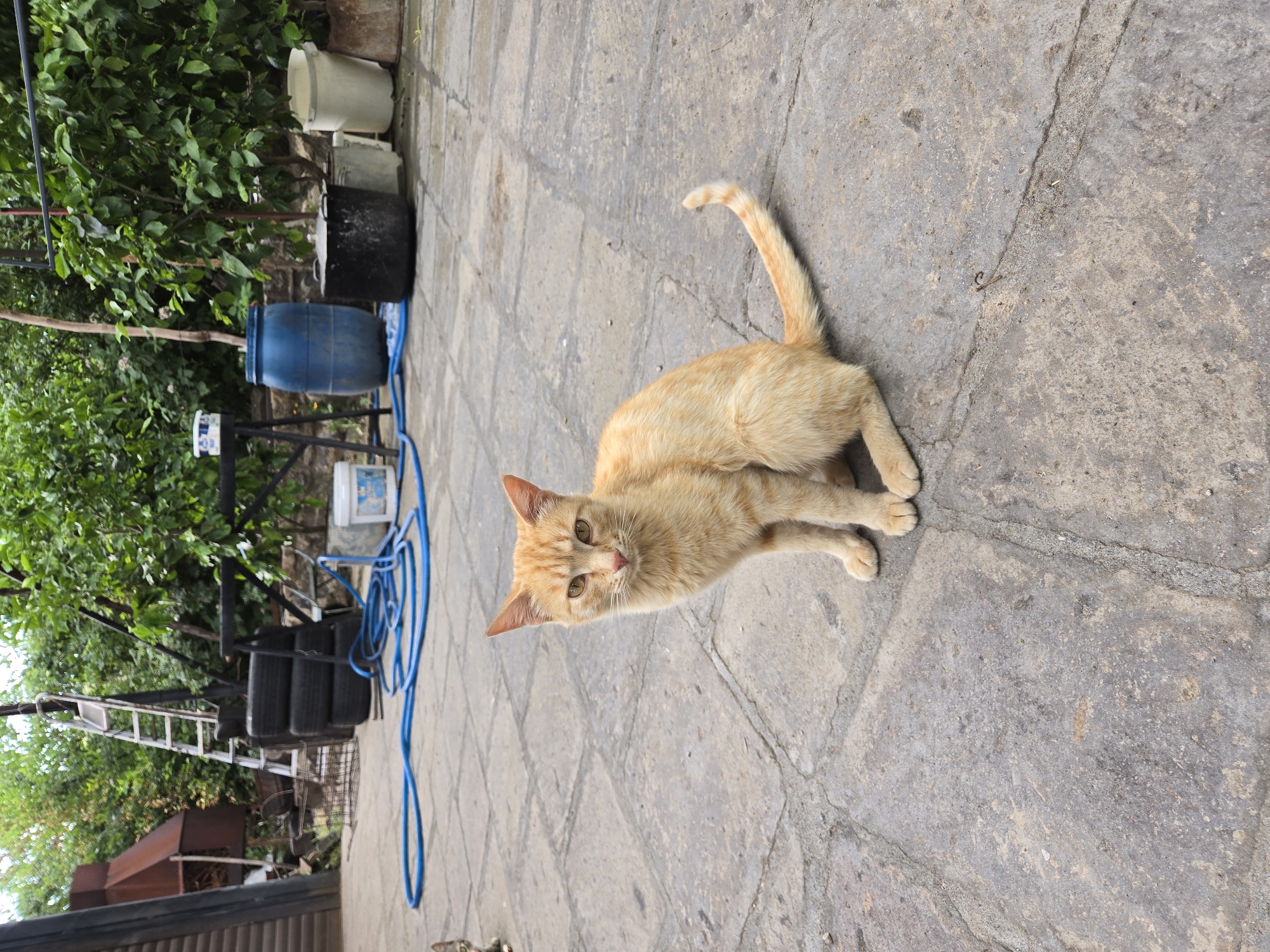 An outdoor shot shows an orange tabby cat posing on a paved area. The cat is facing forward, with its head tilted slightly and its ears perked up. Its tail is raised and curved, indicating alertness or curiosity. The cat's fur is short and appears to be a light orange color with some tabby markings. Its eyes are a light green or yellow hue.
In the background, there is lush green foliage from trees or bushes. Various objects are scattered around, including large blue barrels, black tires stacked on a rack, a white bucket, and a coiled blue hose. A metal ladder leans against the rack of tires. The ground is made of large, irregular flagstone pavers. The overall scene suggests an outdoor, possibly cluttered, backyard or garden area. The lighting suggests it is daytime, with natural light illuminating the scene. There is no discernible text in the image. The cat's posture and gaze suggest it is aware of the camera and possibly curious about its surroundings.