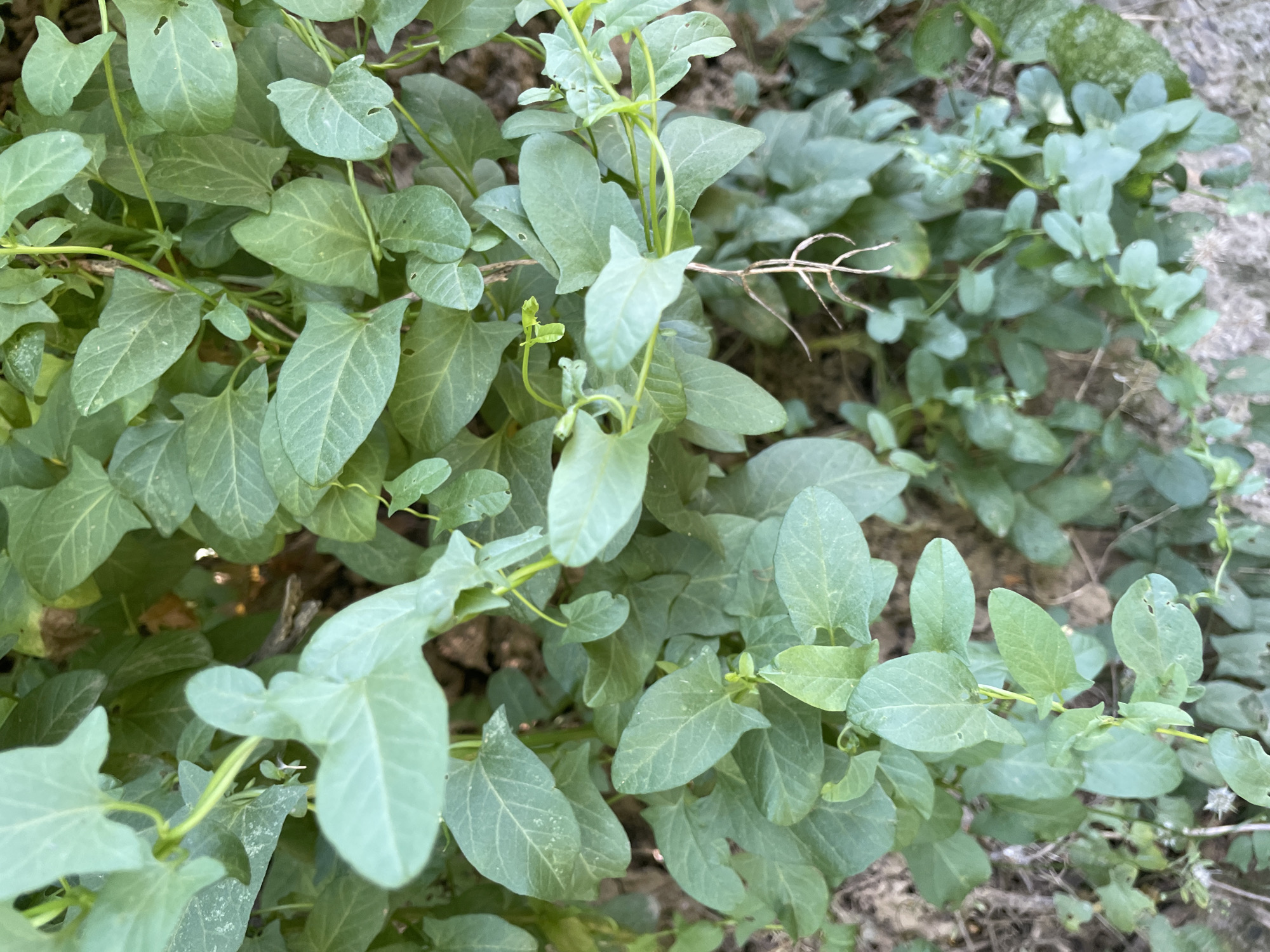 The image is a close-up, eye-level shot of dense green foliage, likely ground cover or a vine, in Bârnova, Romania. The plants have heart-shaped to ovate leaves with visible venation, varying in shade from light to dark green. Some leaves exhibit slight discoloration or damage, with small holes or brown spots. Thin, wiry stems, some appearing dry and dead, weave through the greenery. The background is out of focus, showing hints of dry earth and possibly some rough, greyish material, suggesting an outdoor, possibly neglected, urban or natural environment. There are no people or animals visible in the image.