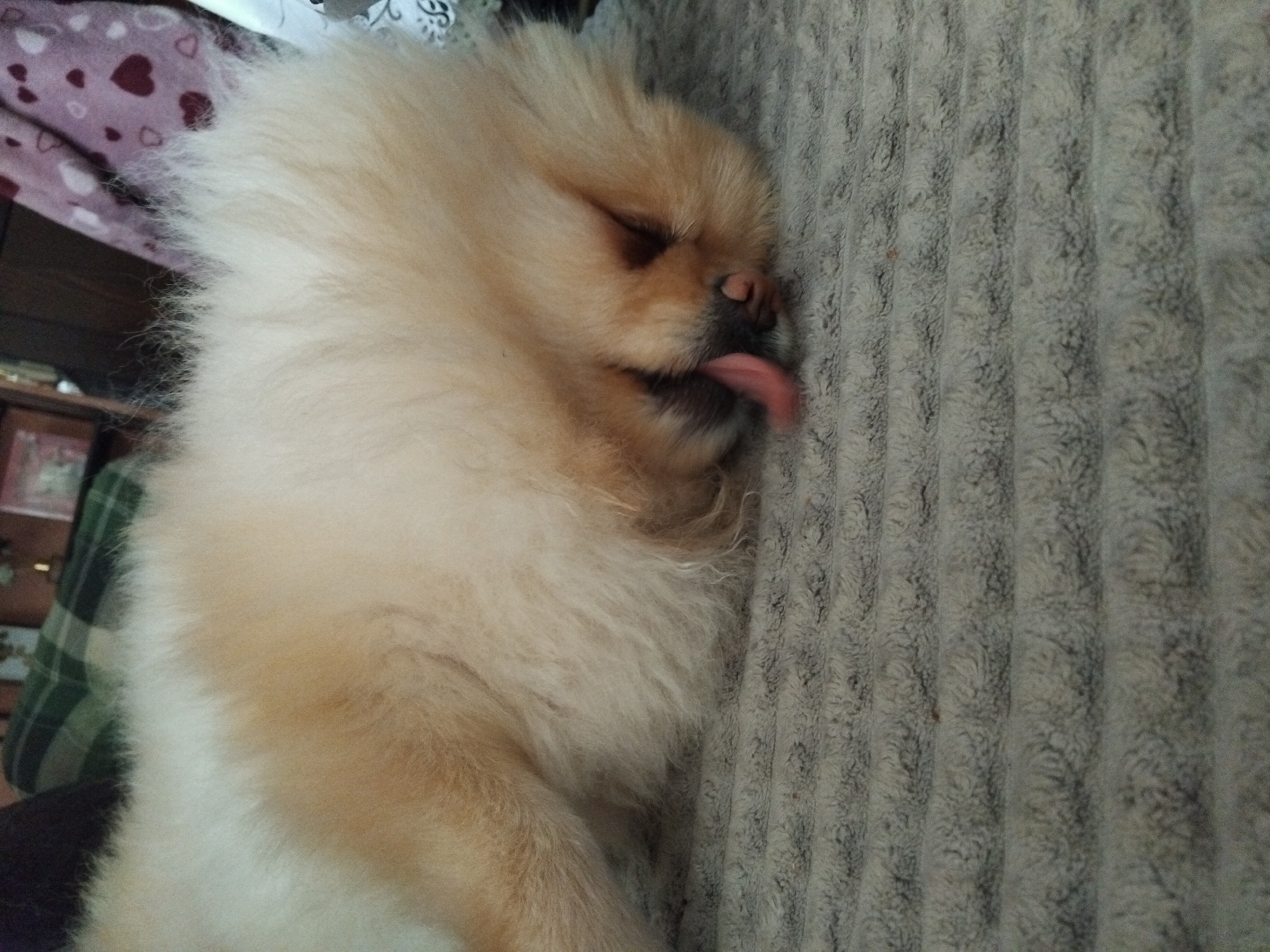 A tan Pomeranian dog is lying on a gray corduroy-like blanket. The dog is asleep, with its eyes closed and tongue sticking out. The dog's fur is long and fluffy. To the left of the dog, there is a plaid garment and a piece of furniture. In the background, there is a patterned blanket or sheet. There is no information to conclude that this image was taken in Apriltsi, Bulgaria.