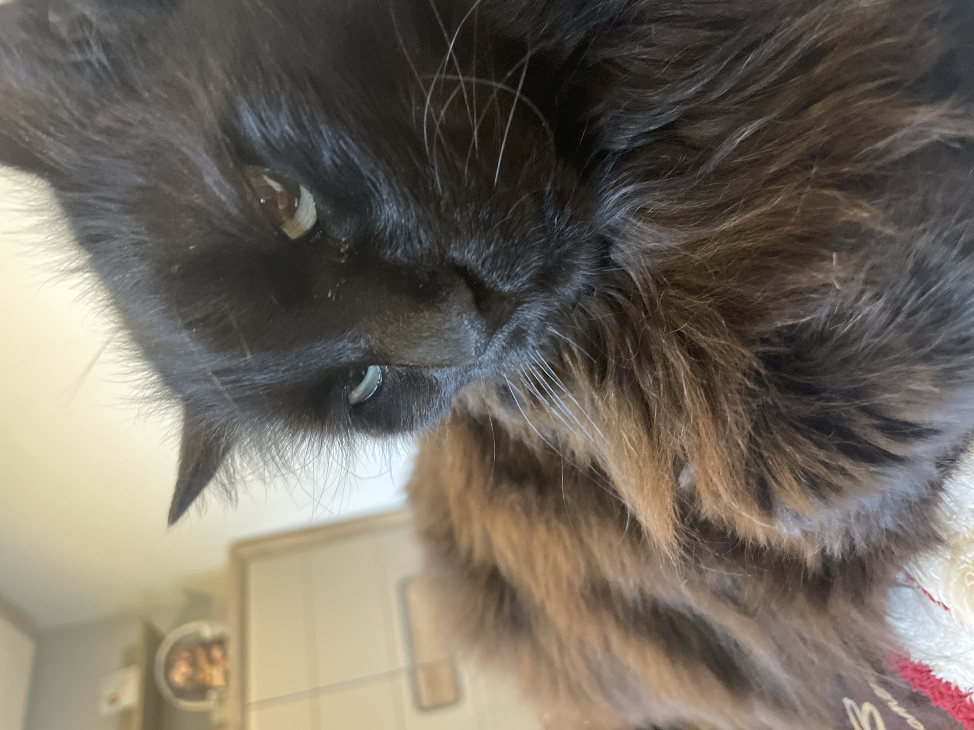 A close-up, slightly angled view of a black cat with long fur. The cat's head dominates the frame, with its face tilted downwards. One eye is visible with a green-yellow iris. Long white whiskers protrude from its nose. The fur around its neck and chest transitions to brown. In the blurred background, cabinets and a metallic object are visible. This does not depict the city of Sofia, Bulgaria.
