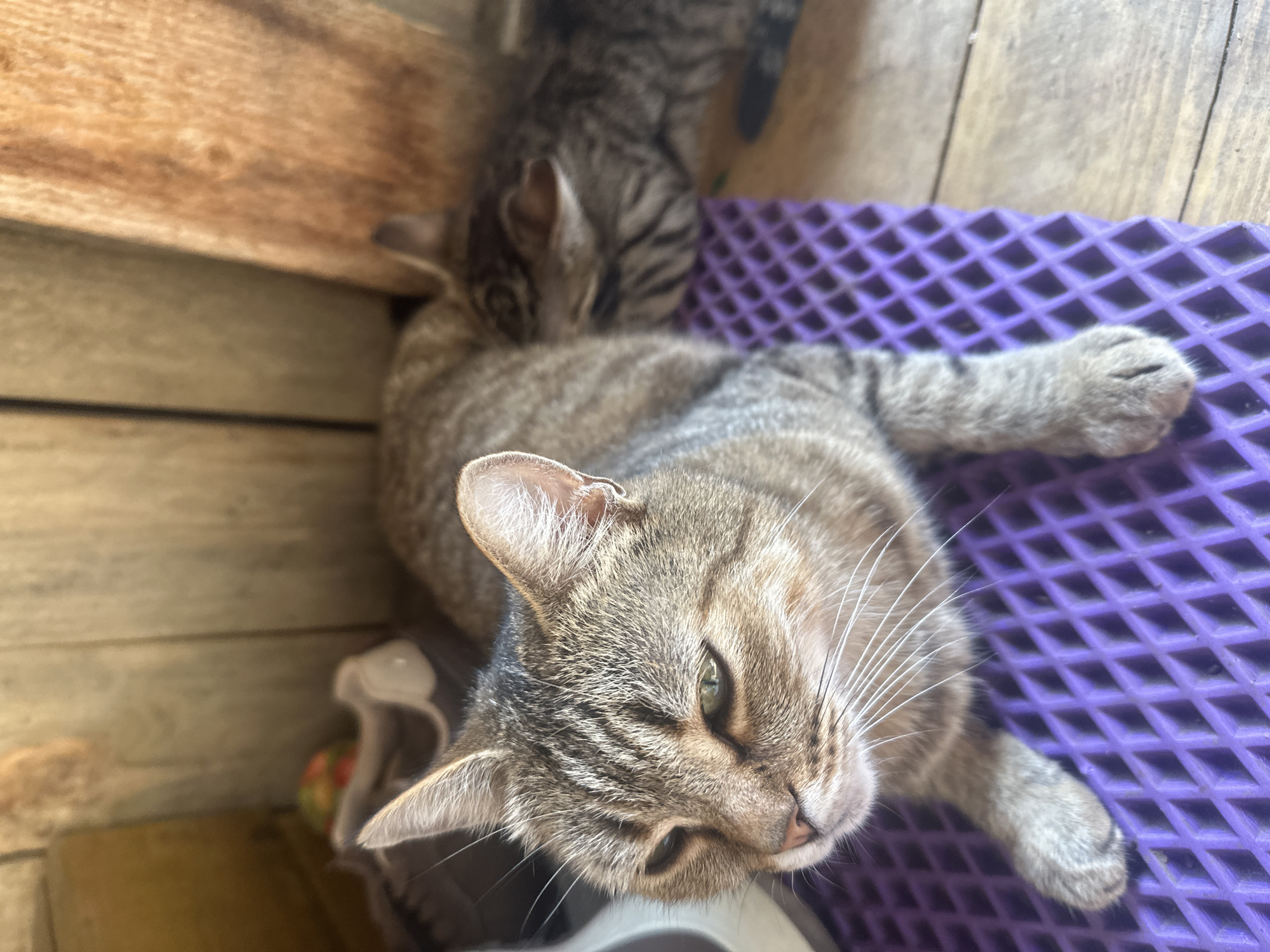Two tabby cats are resting on a wooden surface. The cat in the foreground is lying on a purple mat, facing left with its head slightly tilted. Its green eyes are partially closed, and its whiskers are prominent. The second cat is lying behind the first, facing away from the camera. The environment appears to be outdoors, possibly a porch or covered patio, with wooden plank walls visible in the background. There is a shoe and a colorful object partially visible on the left side of the frame. The location is specified as the city of Voznesenka, Russia.