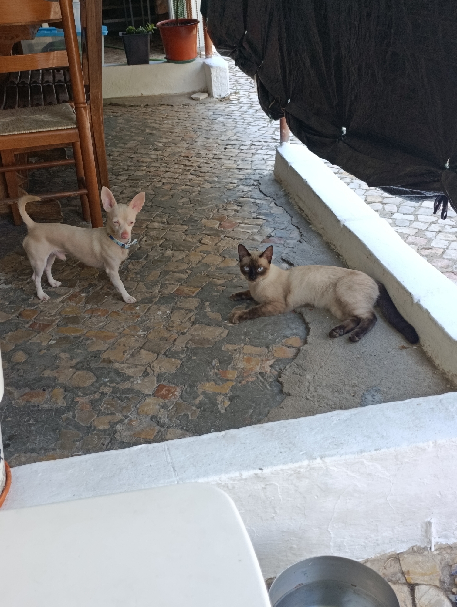 A small, pale-colored dog with large ears and a blue collar stands on a cobblestone patio next to a wooden chair. A Siamese cat with dark points and blue eyes lies on the concrete floor to the right of the dog. A black tarp hangs from a pole on the right side of the image, partially obscuring the background. The scene appears to be an outdoor patio area.