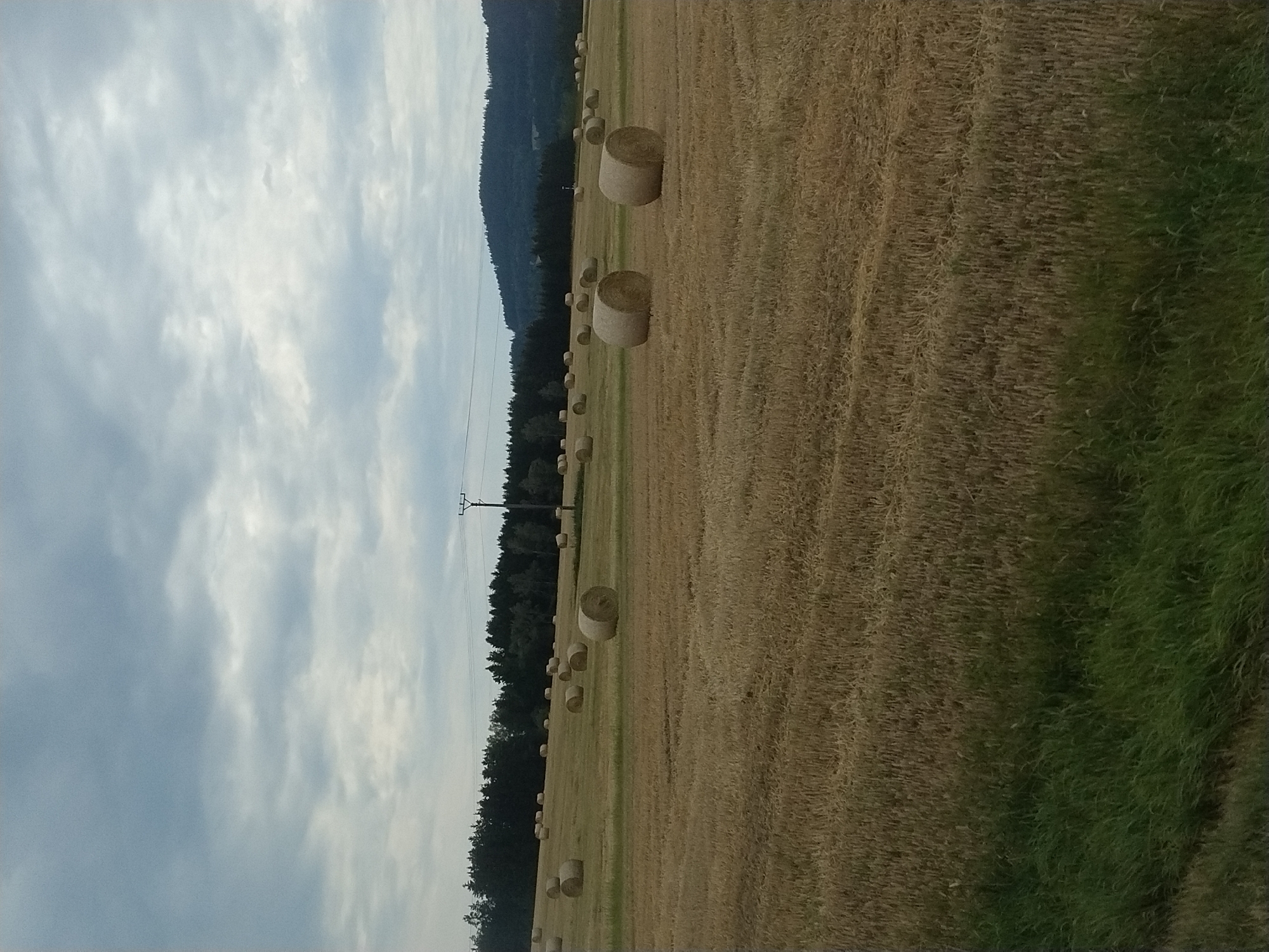 The image depicts a field with numerous cylindrical hay bales scattered across it. The field is dry and golden, indicating it has been recently harvested. In the background, a line of dark green trees forms a dense forest. Beyond the trees, a dark green hill rises against a cloudy sky. A telephone pole stands prominently in the middle ground of the field. The overall scene suggests an agricultural landscape in a rural setting, likely during late summer or early autumn. The presence of hay bales is consistent with the harvesting of cereal crops. Based on the location provided, this scene is situated in Netřebice, Czechia.