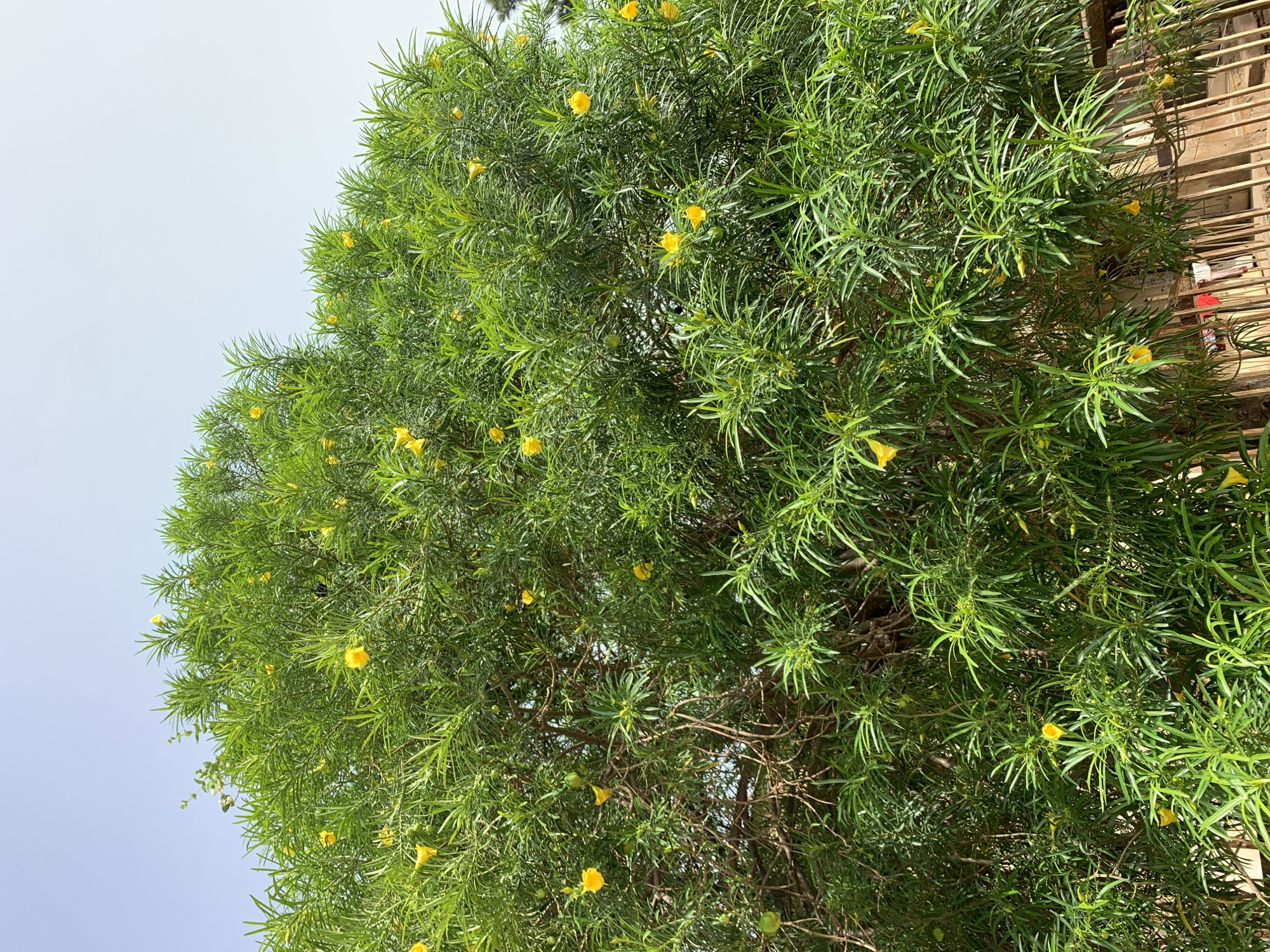 The image features a tree with green needle-like leaves and small yellow flowers. The tree is located in Jos, Nigeria. The lower left of the image shows a blue sky. The upper right of the image shows a wooden structure.