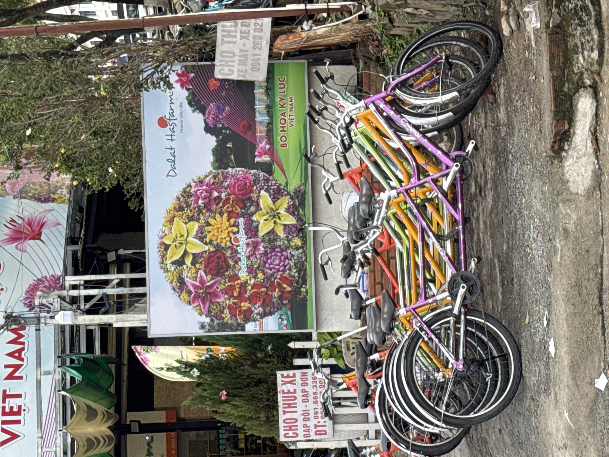This image captures a vibrant street scene in Da Lat, Vietnam, featuring a row of colorful rental bicycles parked along a paved area. The bicycles, which include both tandem and single models, display bright frames in purple, orange, green, and yellow, with black tires and saddles.
In the background and midground, several large advertising signs are prominent. A sign on the left, partially obscured, reads "VIET NAM". To its right, a large banner showcases "Dalat Hasfarm" with the slogan "Flower your life," adorned with a stunning, large circular arrangement of various flowers. Below this, a green sign states "BÓ HOA KỶ LỤC" (RECORD FLOWER BOUQUET) and "VIET NAM."
Further to the right, a white sign advertises "CHO THUÊ XE" (FOR RENT VEHICLE), specifying "ĐẠP ĐÔI - ĐẠP ĐƠN" (TANDEM BIKE - SINGLE BIKE) and provides a contact number: "DT: 091.668.3365." Another smaller, partially visible sign above it advertises "CHO THUÊ XE MÁY - XE ĐẠP" (FOR RENT MOTORBIKE - BICYCLE) with the number "0941 290 021."
The scene, likely captured during the daytime, suggests a commercial area or tourist spot in Da Lat, where visitors can rent bicycles to explore. Green foliage and tree branches are visible at the top and left edges, indicating an outdoor setting. The presence of multiple rental signs and neatly arranged bikes points to an active rental business.