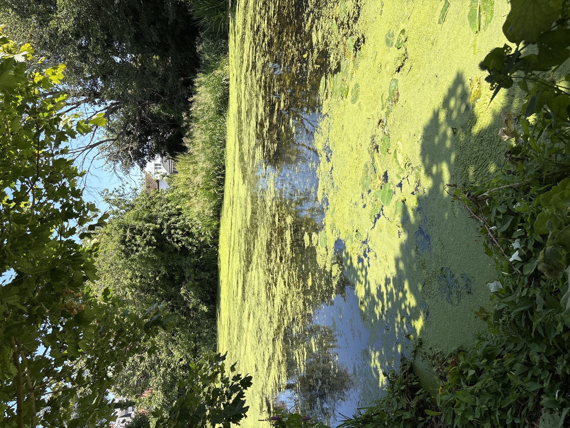 The image shows a pond covered in a thick layer of bright green algae and duckweed, with lily pads visible on the surface. The pond is bordered by lush green foliage, including trees and tall grasses, and in the background, a white house with a red-tiled roof is visible amongst the trees. Sunlight filters through the leaves of a large tree in the foreground, casting dappled shadows onto the pond's surface. The scene suggests a tranquil, natural setting, likely a garden or park area within Chelmsford, United Kingdom. There are no people or animals readily apparent in the image. The overall impression is one of a vibrant, overgrown aquatic ecosystem.