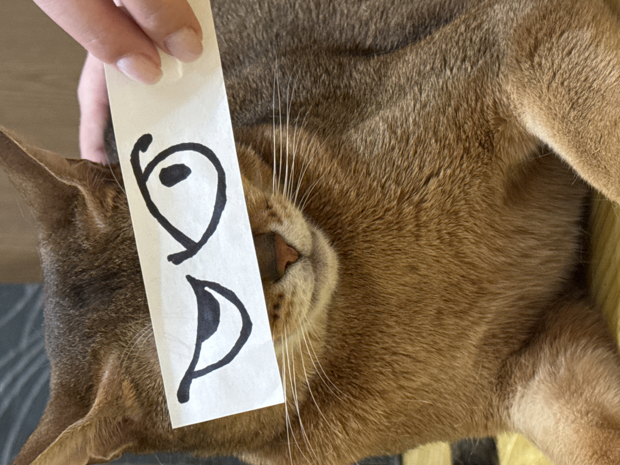 This image depicts a close-up, eye-level view of a domestic short-haired cat, primarily golden-brown in color, with darker brown ticking and lighter fur on its underside and paws. Its ears are visible at the top, and white whiskers extend from its muzzle. A pale-skinned human hand, exhibiting manicured fingernails, holds a rectangular piece of white paper horizontally across the cat's face, obscuring its natural eyes. The paper displays a pair of stylized cartoon eyes drawn in black ink, one appearing to wink with a curved line, and the other fully open with a circular pupil. The cat's pink nose and mouth are visible beneath the paper. The background behind the cat is dark and out of focus, while a lighter, possibly wooden, surface is partially visible beneath the cat's body in the lower portion of the frame. The specific location within the city of Chaikovsky, Russia, is not discernible from the visual evidence presented in the image.