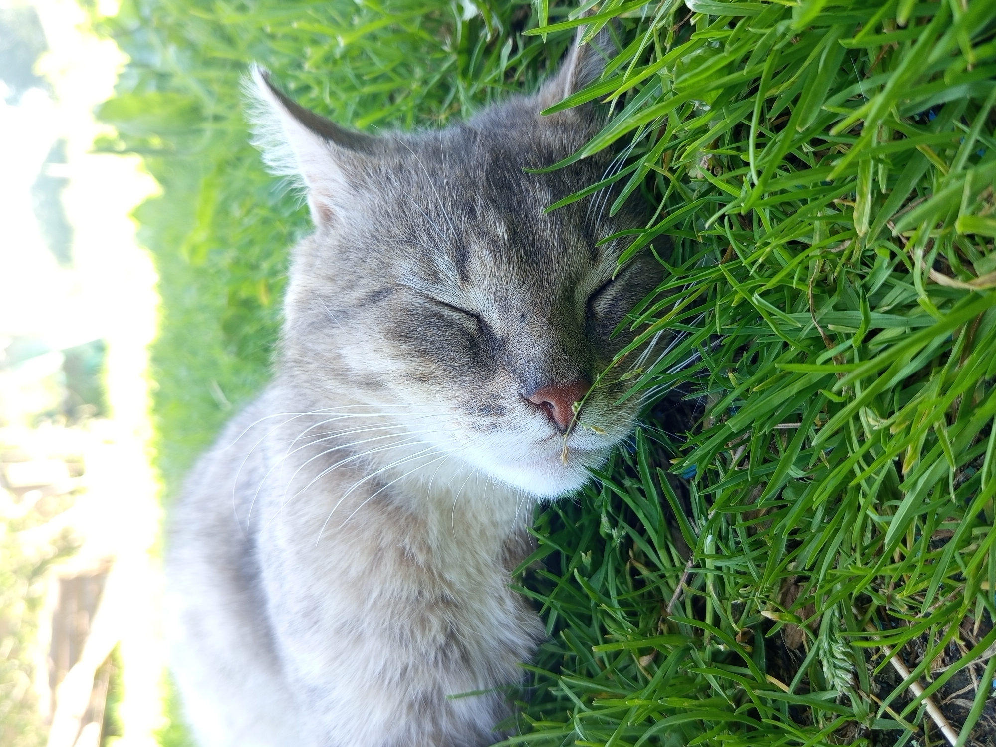 A close-up, eye-level, outdoor shot shows a light gray tabby cat sleeping on lush green grass in Ostrovtsy, Russia. The cat is curled on its side, with its eyes closed and its head resting on the grass. Its whiskers are prominent, and a small piece of grass is near its nose. The background is blurred, with hints of sunlight filtering through green foliage, suggesting it is daytime. The focus is on the cat's peaceful slumber in its natural environment.