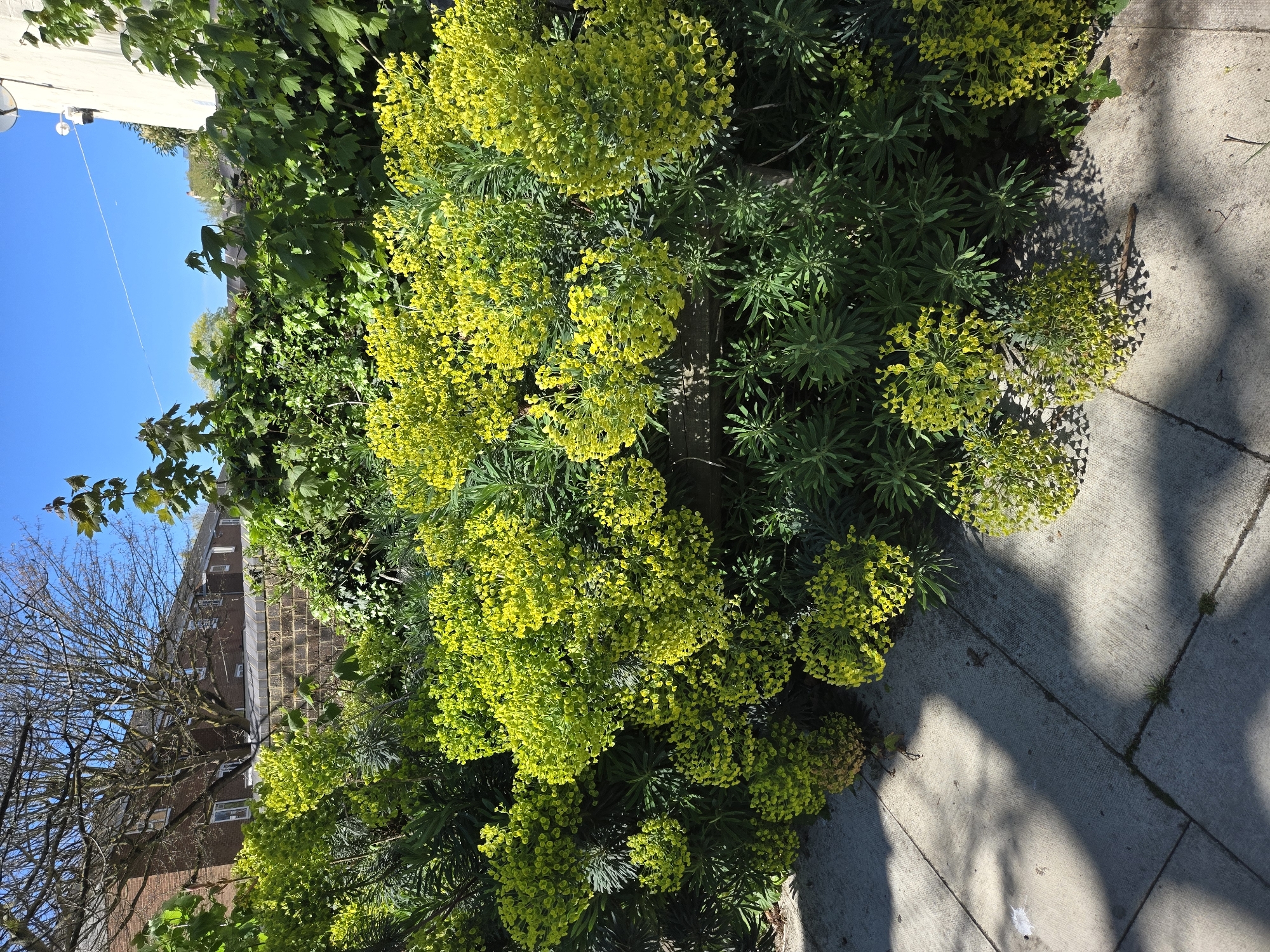 The image captures a street scene in London, United Kingdom. Lush greenery dominates the foreground, featuring a plant with yellow flower clusters growing alongside a pavement. The pavement is light gray and exhibits shadows. In the background, a row of buildings constructed with brown brick can be seen. A tree with bare branches is also visible, contrasting with the vibrant green vegetation. The sky is bright blue. The scene appears to be in daylight.