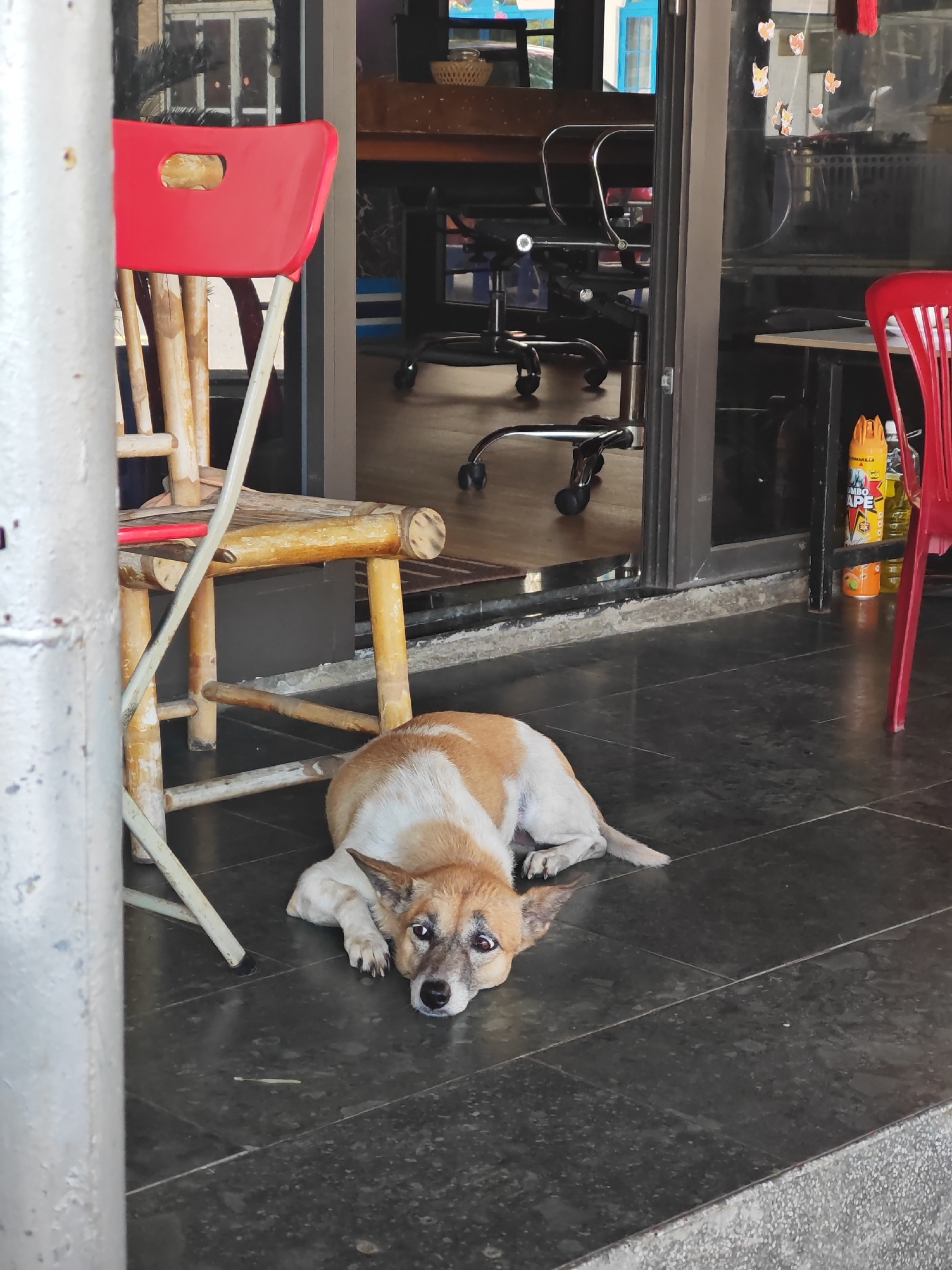 A medium-sized dog with tan and white fur is lying on a dark tiled floor in front of a doorway. The dog's head is resting on its paws, and it is looking directly at the camera with a slightly sad expression. Behind the dog, there is a bamboo chair with a red seat. Through the open doorway, a room with office chairs and tables is visible. The scene appears to be an outdoor seating area or entrance to a business in Da Nang, Vietnam.
