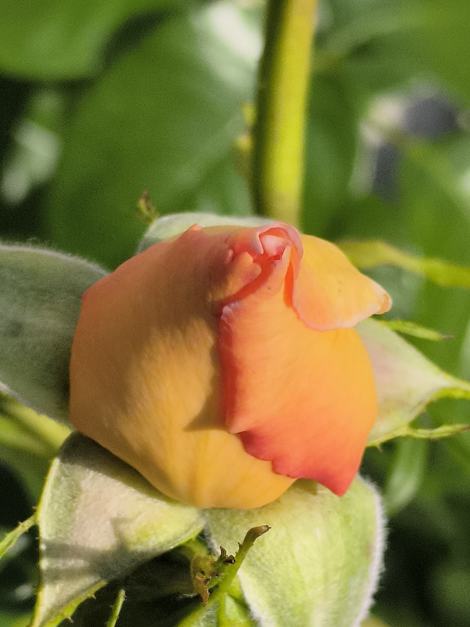 A close-up, vertical, outdoor shot captures a vibrant orange rosebud with hints of pink at the very tip, partially unfurled against a soft-focus background of lush green foliage. The rosebud is surrounded by pale green sepals, one of which is slightly curled away from the bud. The lighting suggests it is daytime, casting subtle shadows on the petals. The image was taken in Dercekliai, Lithuania.