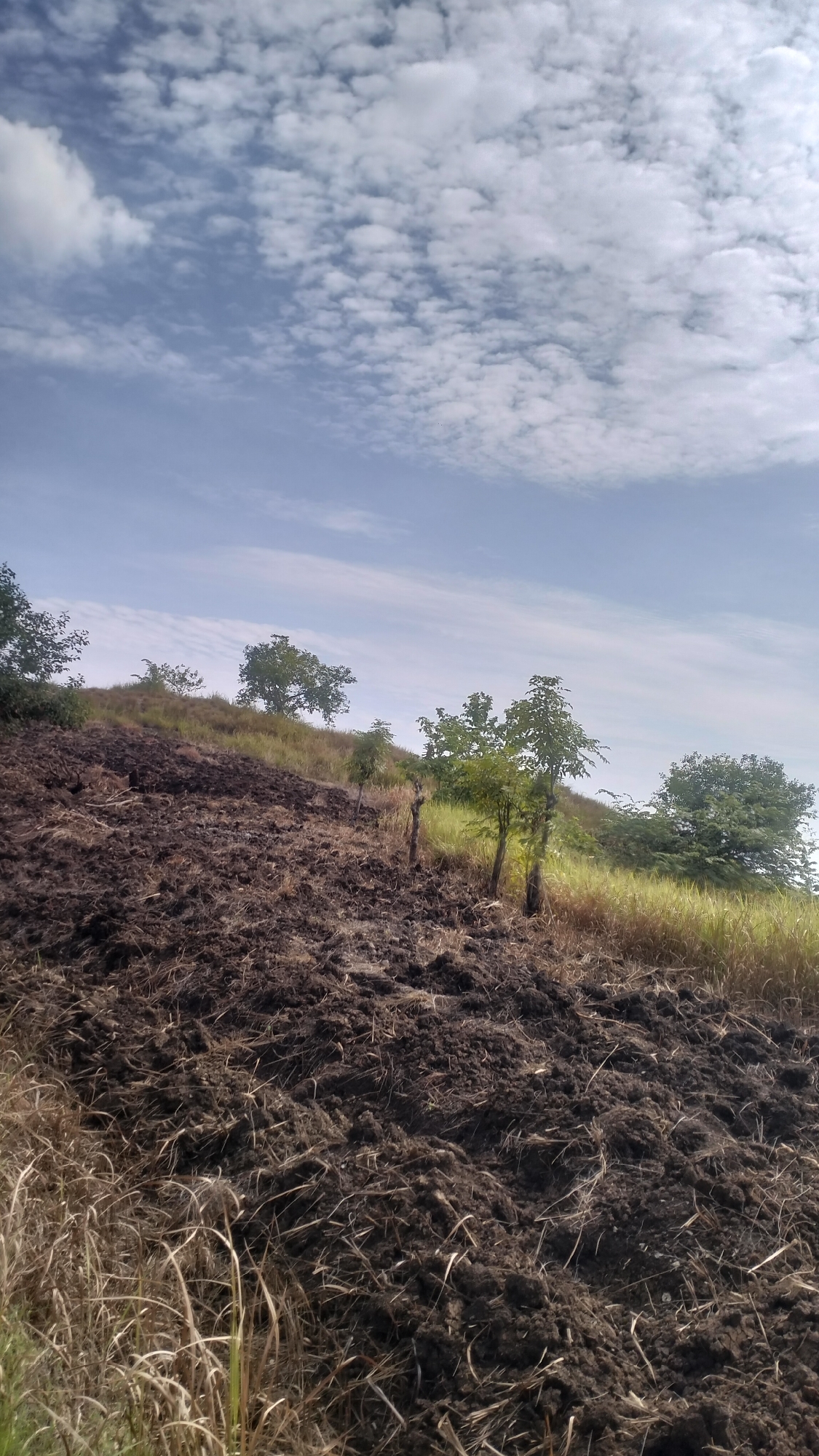 The image shows a hilly landscape with freshly tilled soil and sparse vegetation. The sky is partly cloudy with white clouds scattered against a light blue background. Several trees are visible on the slopes, some with green foliage and others appearing more sparse. The ground is a dark brown, suggesting recent cultivation or preparation for planting. The overall scene depicts a rural or agricultural area. The location is Lhokseumawe, Indonesia.