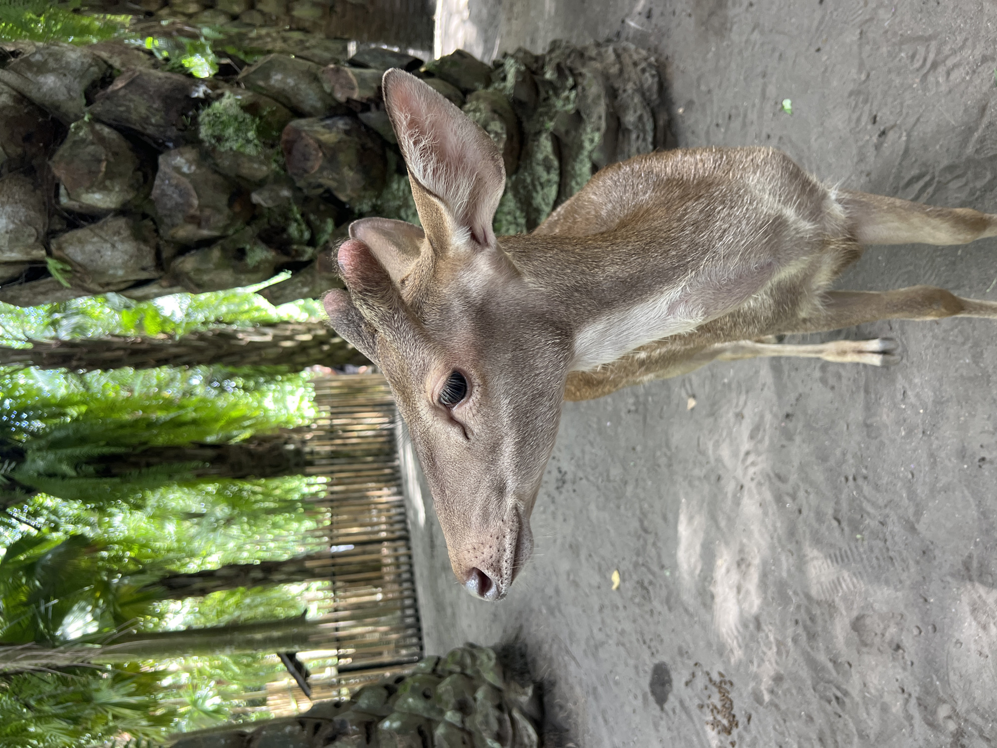 A close-up, eye-level, medium shot features a young deer in what appears to be a park setting. The deer, light brown in color, is standing on a grey concrete or sandy surface. The background includes a palm tree trunk to the left, and a bamboo fence beyond the tree. Green vegetation can be seen through the fence, suggesting a lush, tropical environment. The location is likely within the Gianyar Regency, Sukawati, Indonesia, as per the tags. The deer appears calm and undisturbed by the surroundings.