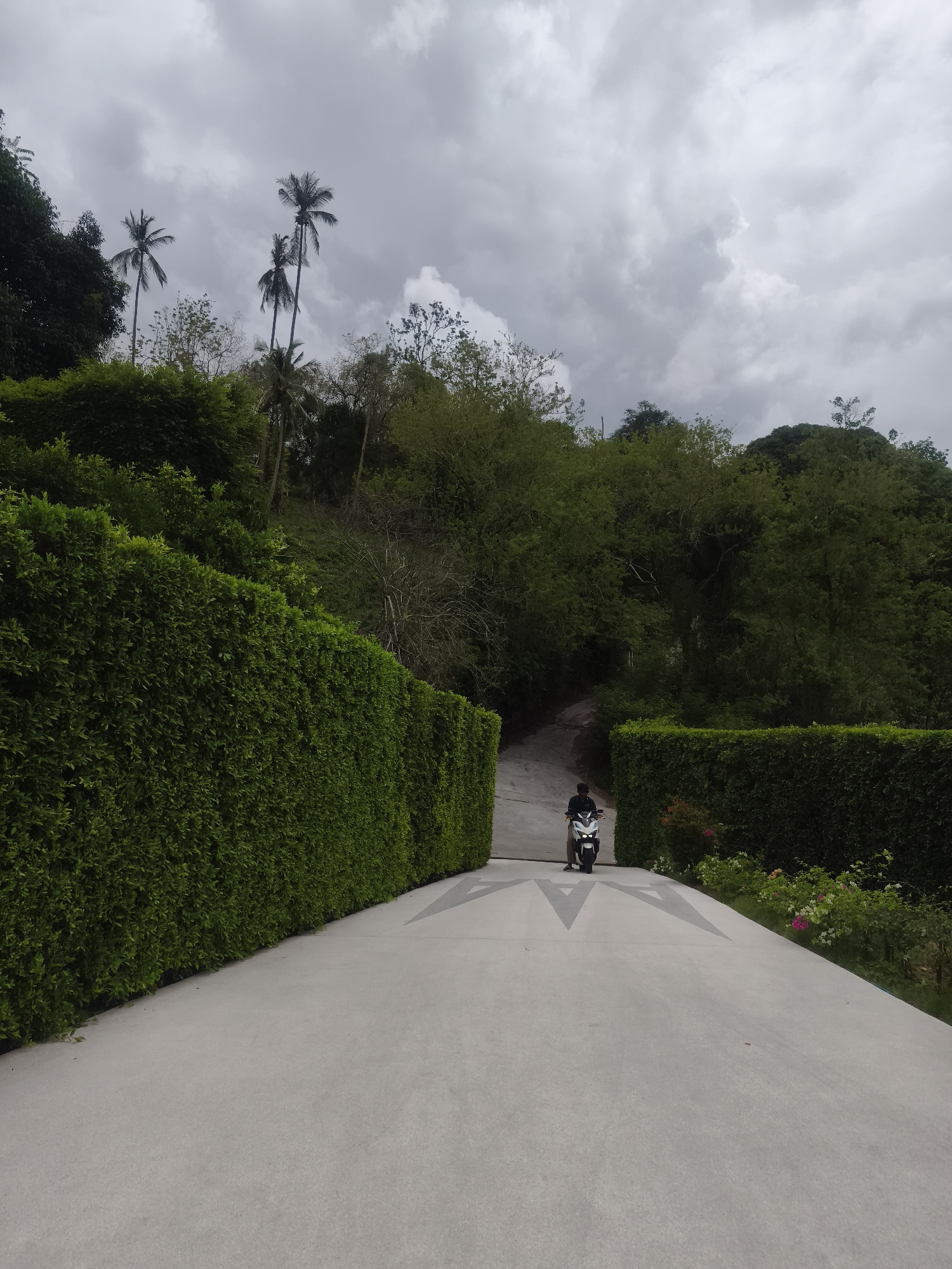 This image depicts a person riding a scooter on a paved road in Baan Tai, Thailand. The scene is characterized by abundant greenery and an overcast sky.
The main subject is a person, seen from behind, wearing dark clothing and riding a white and dark-colored scooter. They are positioned centrally on the wide, light-colored paved road, heading away from the viewer. Decorative gray patterns, resembling stylized arrowheads or a starburst, are embedded into the pavement around where the scooter is located.
The road is bordered on both sides by tall, meticulously trimmed green hedges, creating a somewhat enclosed passage. Beyond these hedges, dense natural foliage, including various trees and bushes, covers rolling hills in the background. Several tall palm trees are visible above the general tree line, particularly on the left side of the frame, contributing to the tropical atmosphere. In the foreground on the right, some small flowering bushes with pink and white blossoms add a subtle splash of color.
The weather appears cloudy and overcast, with thick gray clouds dominating the sky, suggesting a muted daylight setting. The lush vegetation and prominent palm trees strongly indicate a tropical location. No discernible text is visible within the image. The overall impression is one of a serene, well-maintained natural environment, possibly a private drive or a road within a resort.