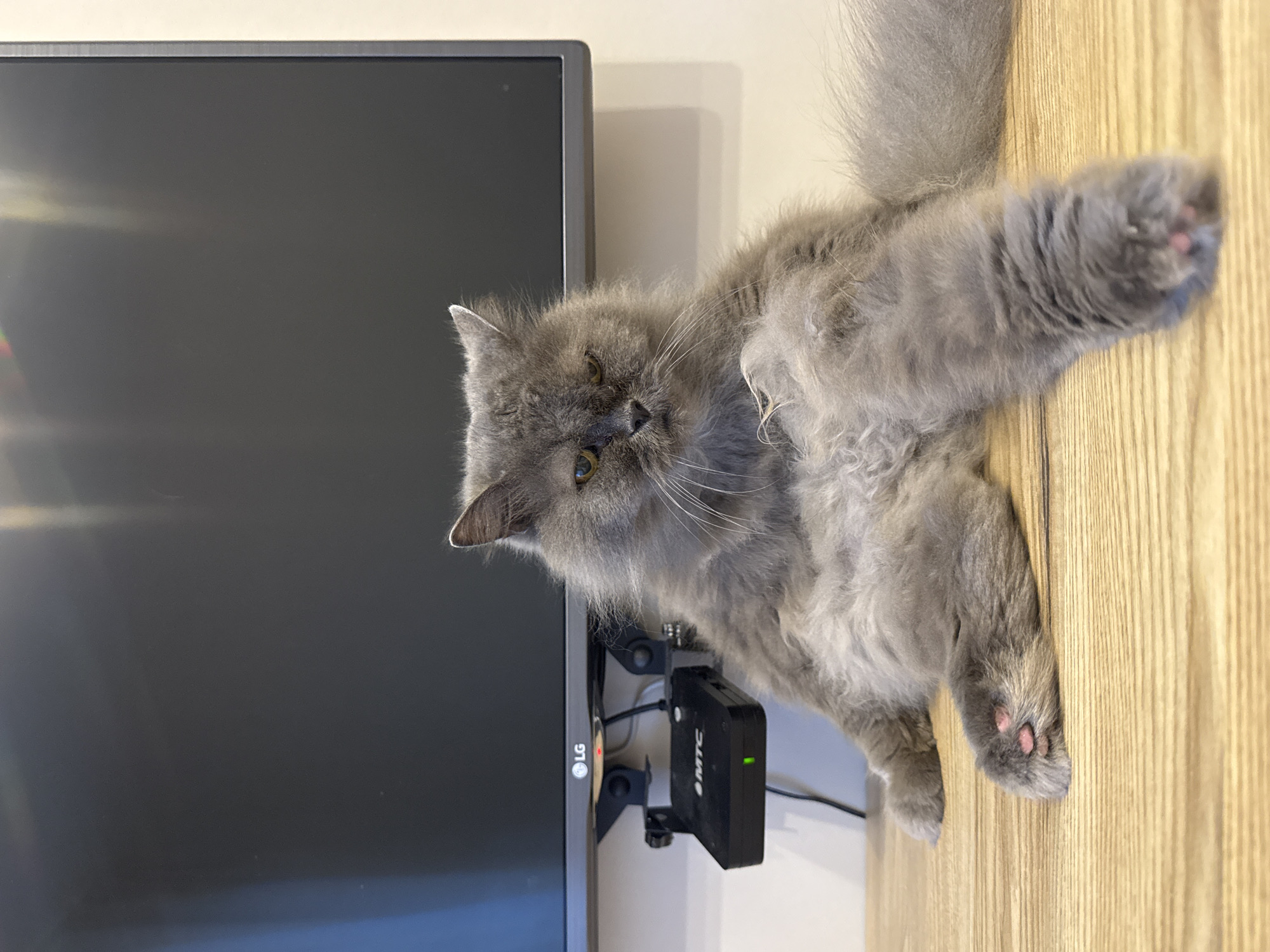A medium-shot, slightly rotated view reveals a fluffy, gray cat sprawled horizontally on a light-colored, wood-grain surface adjacent to a black flat-screen television. The cat has a long, fluffy tail and is extending one front paw with pink toe beans towards the viewer. The television is mounted to the surface and has a black box attached to it, with visible branding "MTC," a telecommunications company operating in Izhevsk, Russia. The environment is a domestic setting with neutral-colored walls.