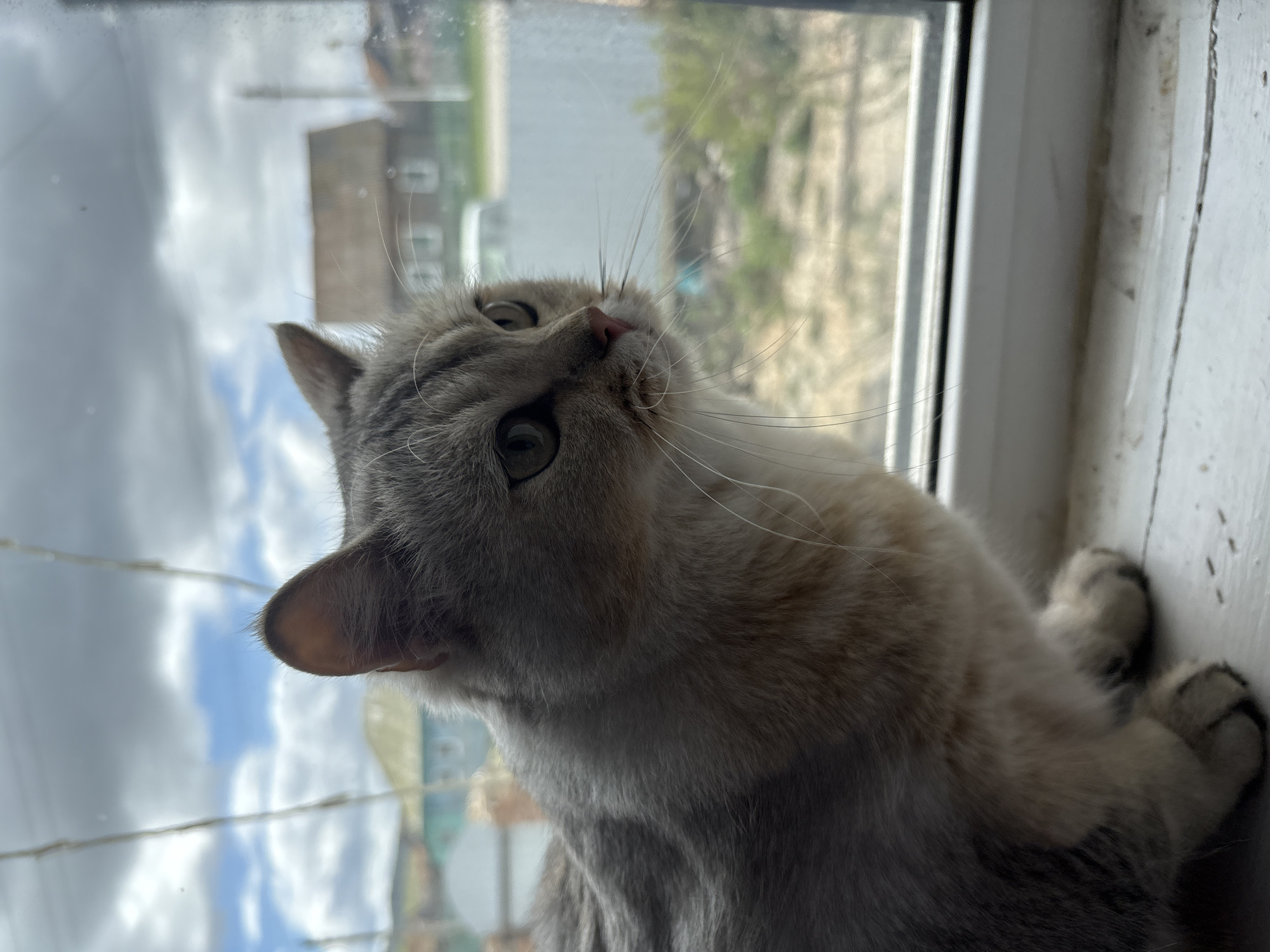 A cat is resting on a windowsill, looking upwards with its head tilted to the left. Its fur is predominantly grey, with some lighter beige coloration. The cat's eyes are a light green color. Outside the window, a cloudy sky can be seen along with a building in the distance. The window is a white frame.