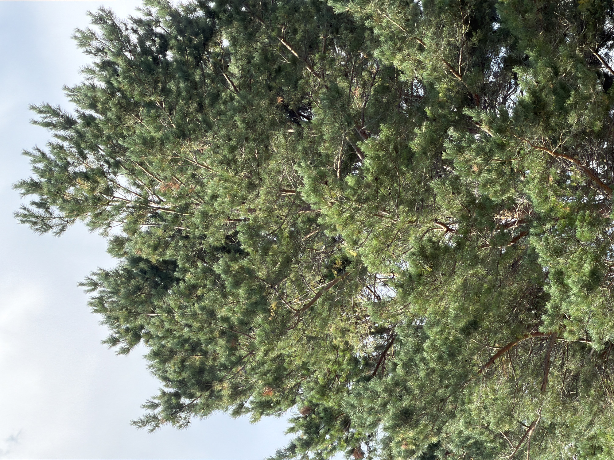 The image is a close-up view of the upper branches and needles of a pine tree, with a light, overcast sky visible in the background. The pine tree is densely packed with green needles and brown branches, some of which are thicker and more prominent than others. The branches form a complex, interwoven structure, with some needles appearing lighter green or yellowish, possibly due to sunlight filtering through or natural variation. The overall impression is one of a lush, mature pine tree. The location is specified as Kolyvan, Russia, but no specific landmarks or environmental features beyond the tree and sky are visible to confirm this or provide further context about the urban setting. There are no people, animals, or other objects depicted in the image.