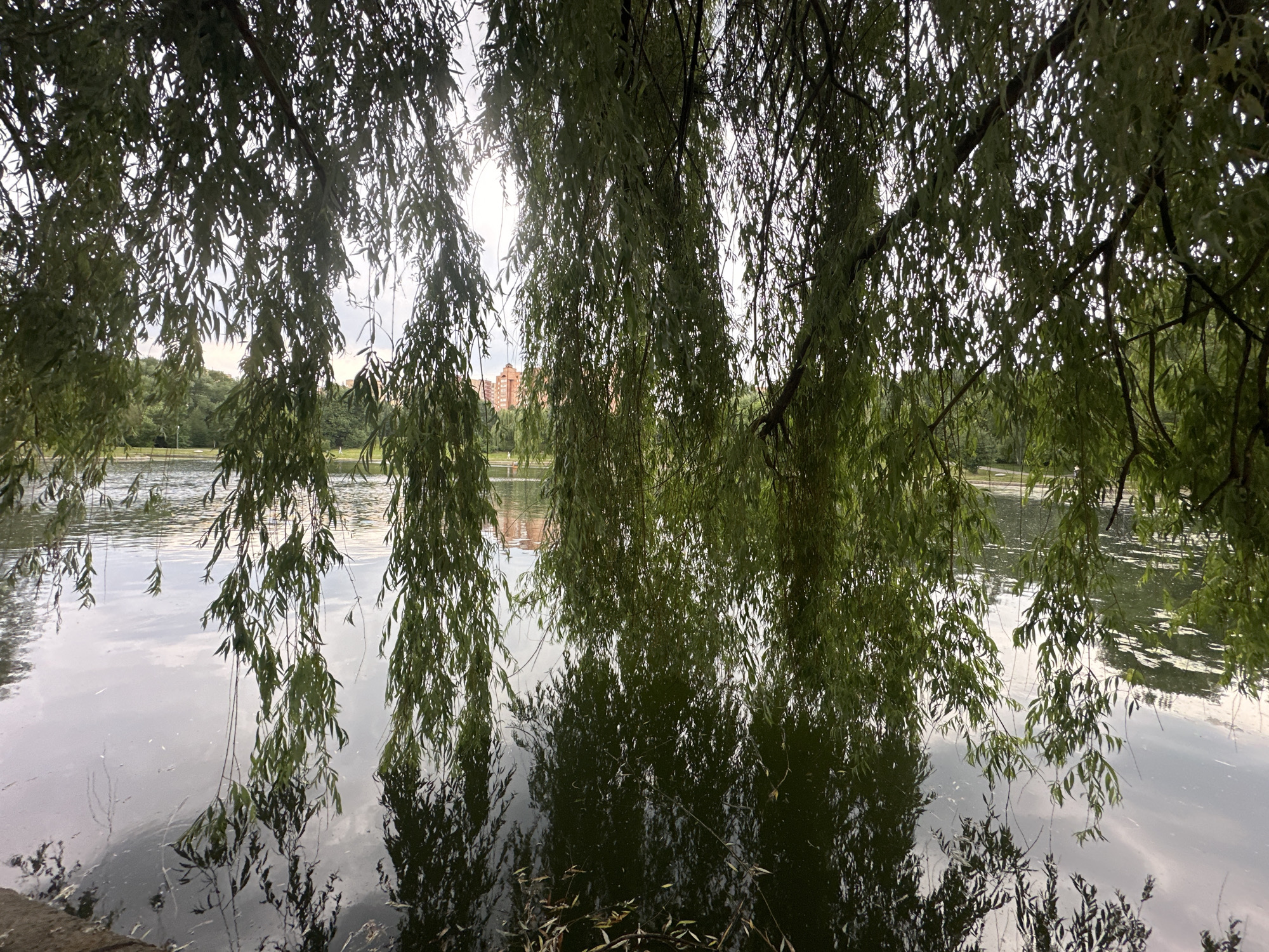 The image captures a serene view of a body of water, likely a pond or lake, in the city of Khimki, Russia, as suggested by the presence of a distinctive brick building in the background, characteristic of Soviet-era architecture found in the area. The foreground is dominated by the weeping branches of a willow tree, its long, slender leaves hanging down and partially obscuring the view of the water. The water's surface reflects the sky and the surrounding greenery, creating a dappled, shimmering effect. The sky appears overcast, with soft, diffused light filtering through the tree branches. In the mid-ground, across the water, a few scattered trees and a hint of urban landscape, including the aforementioned brick building, are visible. The overall impression is one of peaceful, natural beauty within an urban setting.