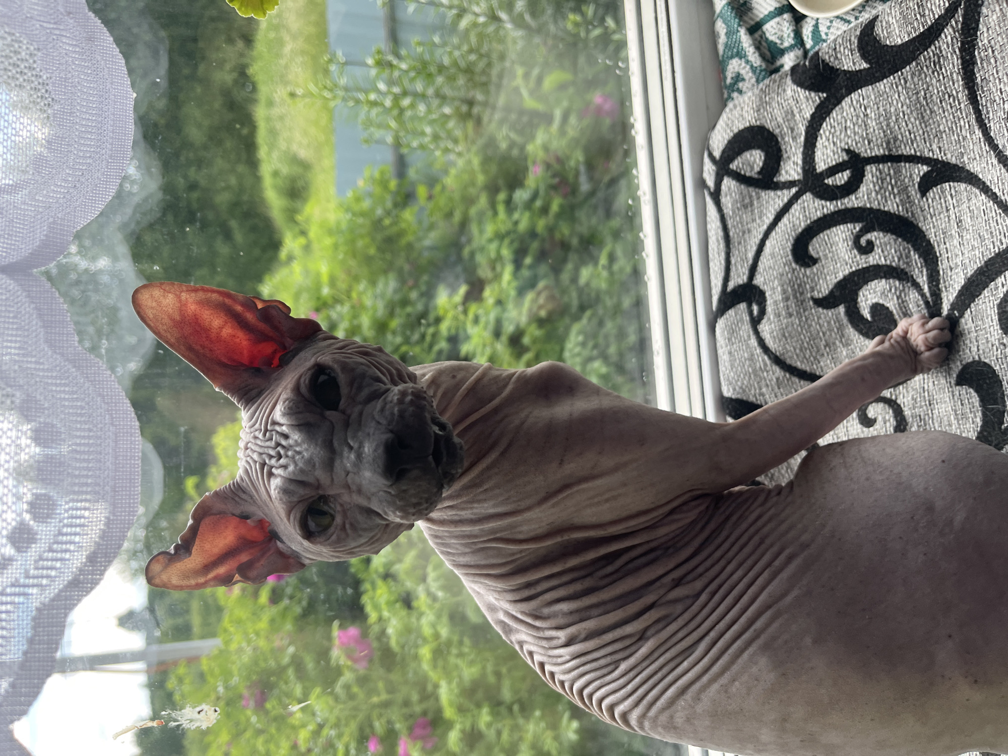 A hairless cat sits on a windowsill, looking out at a backyard with green foliage and pink flowers. The cat has wrinkled skin and large ears. The windowsill is covered with a patterned cushion and a white curtain hangs from the top of the window. The scene is indoors, with the backyard visible through the window.