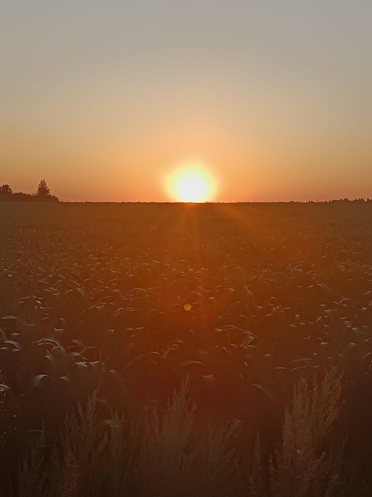 A vertical, medium shot captures a cornfield at dusk in Kharnavy, Russia. The setting sun, a bright orange orb, sits low on the horizon, casting a warm glow across the scene. Its light filters through the dense stalks of the cornfield, creating a hazy, atmospheric effect. In the distance, a line of trees silhouettes against the orange sky, marking the edge of the field. Tall, dry grasses in the foreground add a textural element to the composition. No people are visible in the frame.