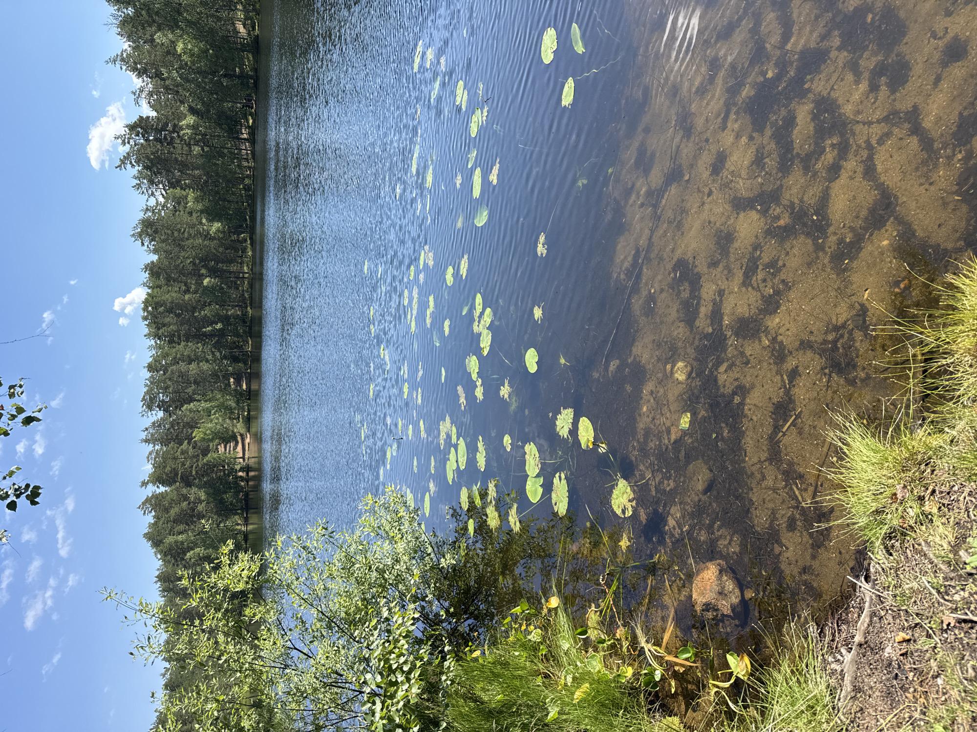 The image depicts a natural scene of a serene lake surrounded by a dense forest under a bright blue sky with scattered white clouds. The foreground shows the clear, shallow water of the lake with a sandy bottom visible, dotted with submerged plant life and a few scattered rocks. Lush green grass and reeds grow along the bank, with some leafy branches of a tree extending into the frame from the left. The surface of the lake is calm, with gentle ripples, and numerous lily pads float on top. The middle ground features the expanse of the lake, reflecting the sky and the surrounding trees. The background is dominated by a thick line of coniferous and deciduous trees that form the forest bordering the lake. A faint, narrow dirt path is visible winding through the trees in the distance. The scene suggests a peaceful, undeveloped natural environment, characteristic of a suburban or rural area such as the outskirts of Orekhovo, Russia. No people or man-made structures are visible.
