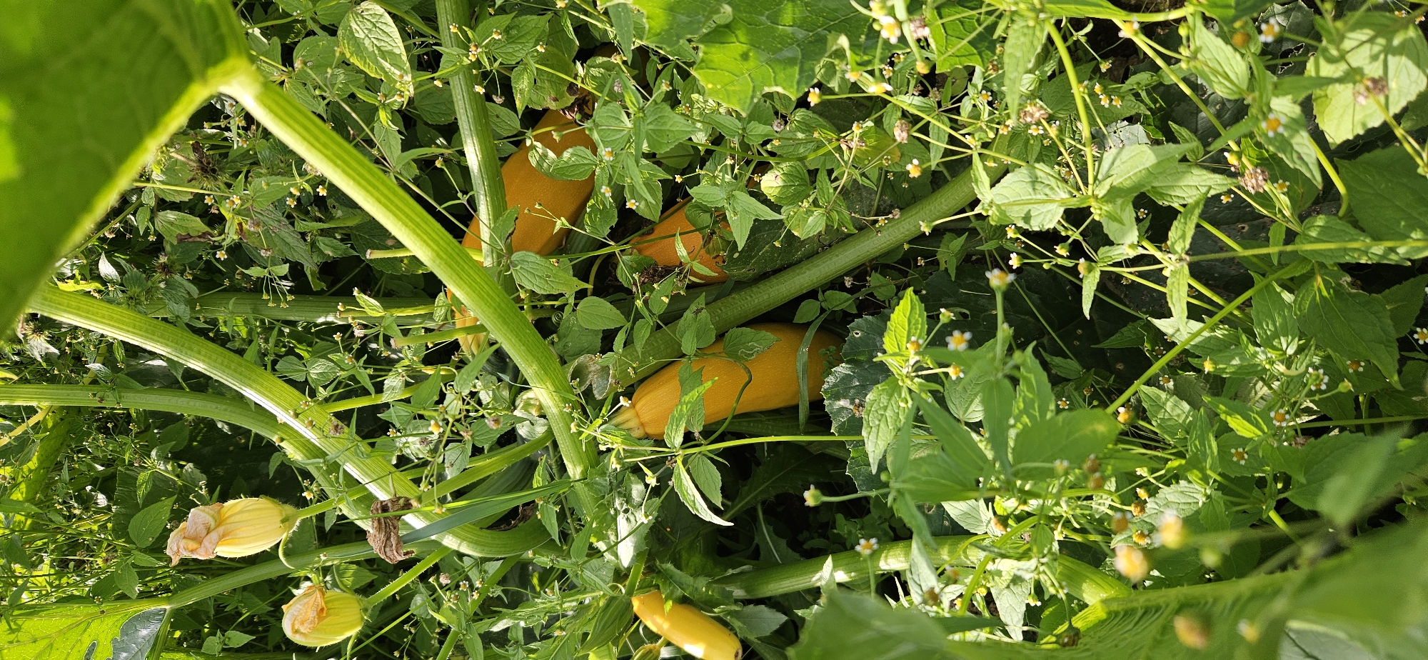 The image depicts a close-up view of a garden, likely a vegetable patch, with an abundance of lush green foliage. The dominant subjects are several yellow zucchini squash, some appearing ripe and ready for harvest, while others are still growing. These are interspersed with thick, ribbed green stems and large, broad leaves characteristic of squash plants. Small, white and yellow wildflowers are scattered throughout the scene, adding pops of color to the verdant environment. The lighting suggests it is daytime, with sunlight filtering through the leaves, creating highlights and shadows. There are no people or animals visible in the image. The overall impression is one of natural growth and abundance in an outdoor setting. The location is identified as Мазалаўскі сельскі Савет, Belarus.