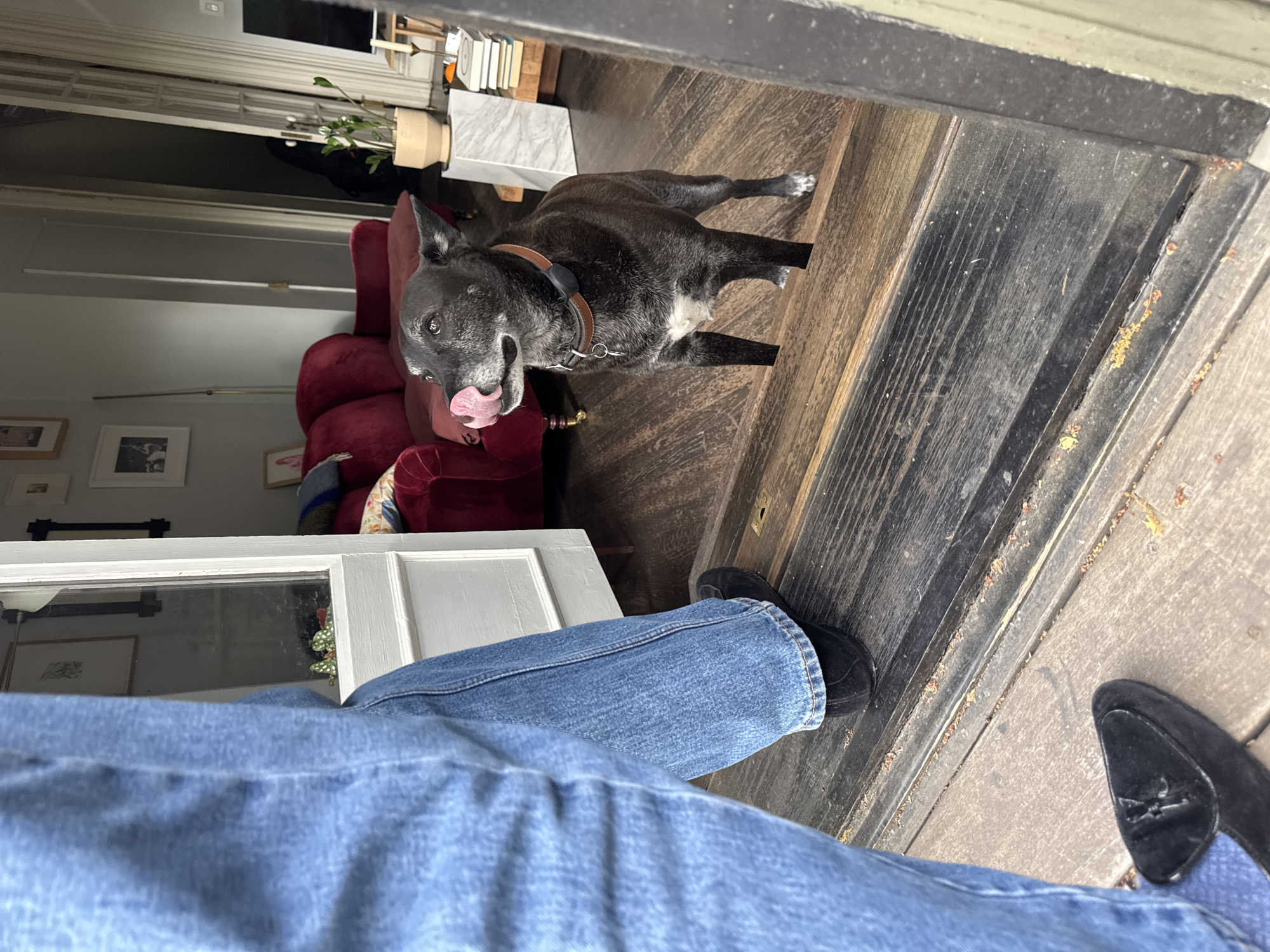 A black dog with a brown collar stands at the edge of a doorway, licking its mouth, visible in a medium shot. Behind the dog, a maroon armchair and other furniture are visible in what appears to be a living room. In the foreground, a person wearing blue jeans and black shoes is seen, partially obstructing the view. The location appears to be a residential interior, likely in the city of New York.