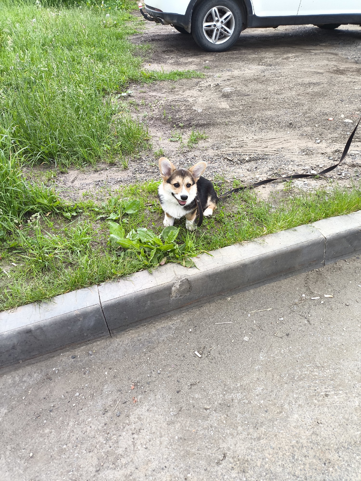 The image depicts an outdoor scene in Izhevsk, Russia, featuring a young tri-color Pembroke Welsh Corgi dog. The dog, predominantly black and tan with white markings on its chest and face, is positioned in the lower-middle of the frame, sitting on a patch of green grass. Its mouth is slightly open, revealing a pink tongue, and its ears are erect. A black collar is visible, from which a black leash extends towards the right side of the frame, disappearing out of view.
The grassy area, situated to the left of a concrete curb, contains a mix of green grass, some taller weeds, and exposed soil patches. A gray, segmented concrete curb runs horizontally across the image, separating this grassy verge from a wider, flatter surface. To the right of the curb, the ground consists of a light gray, granular mixture of dirt, gravel, and possibly worn asphalt or concrete, with scattered small debris and faint marks indicative of foot or light vehicle traffic. In the upper right quadrant of the background, the lower portion of a white vehicle is visible, showing a silver multi-spoke alloy wheel with a dark tire (identifiable as Continental brand), a black lower body panel, and part of a black rear bumper or hitch mechanism. The upper left and central background areas are filled with unkempt tall green grass and weeds. The scene is illuminated by natural daylight, suggesting an overcast condition or indirect sunlight.