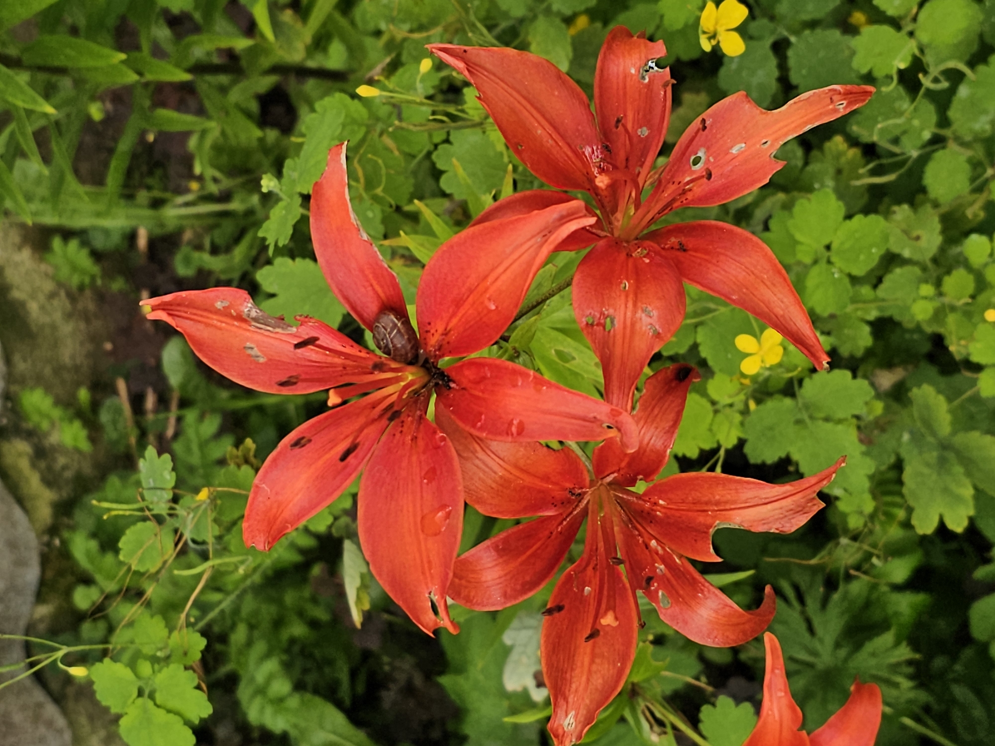 A close-up, top-down shot shows three bright orange lily flowers in bloom. The flowers are surrounded by green foliage and smaller yellow wildflowers. One of the lily flowers has a small snail crawling on its petals. The lilies appear to be in a garden setting in Ulitkino, Russia. The image is taken in natural light.