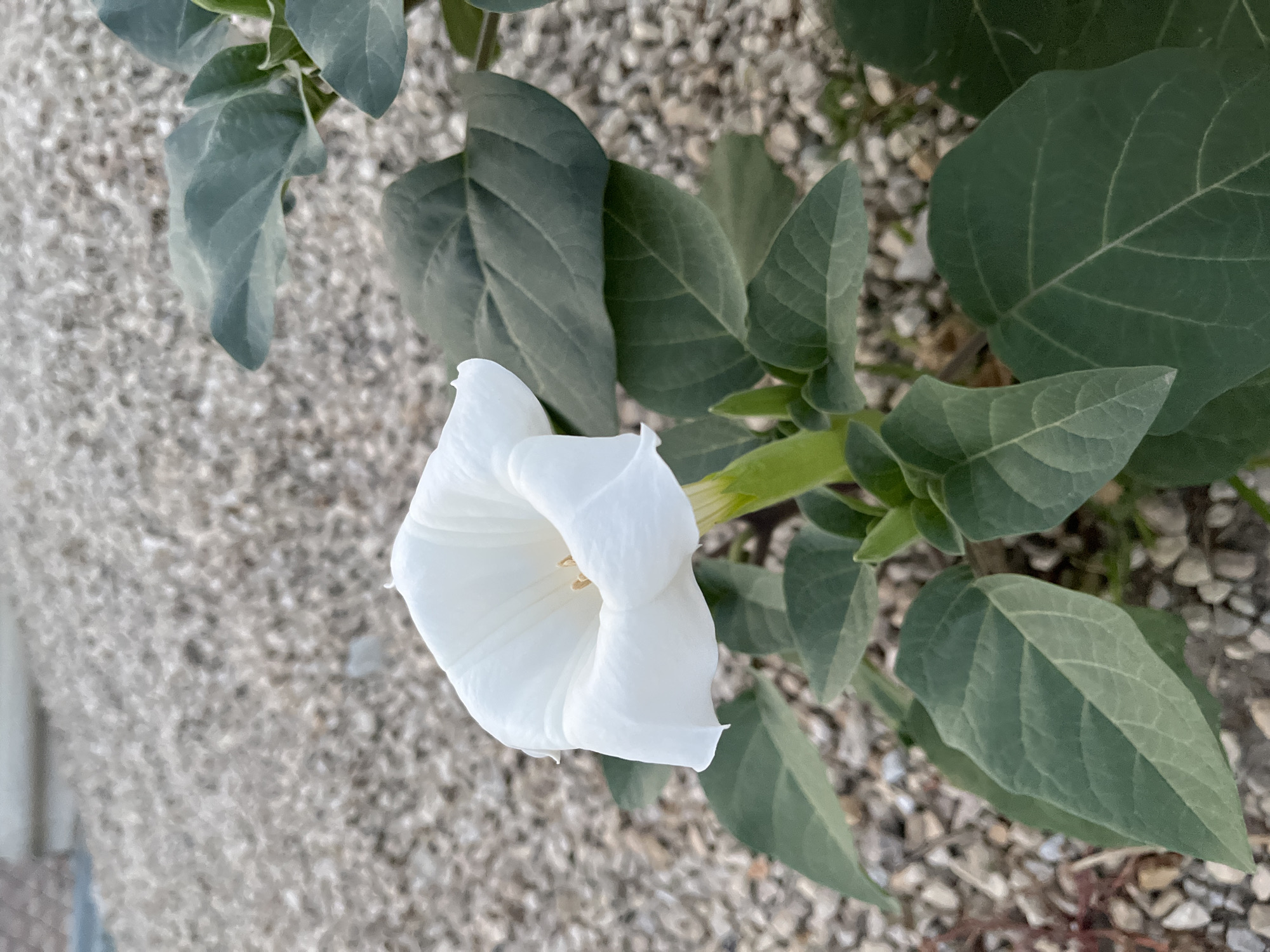 A close-up shot focuses on a white, trumpet-shaped flower with green foliage and a gravelly background. The flower, likely a Datura, is in full bloom, with its petals unfurled and a glimpse of its yellow stamen visible within. The leaves are large and textured, with a deep green color. The background consists of small, light-colored gravel, typical of landscaping or a path. No people or animals are present in the image. The scene appears to be outdoors, in a garden or a similar setting. The image quality is clear, allowing for detailed observation of the flower and its surroundings.