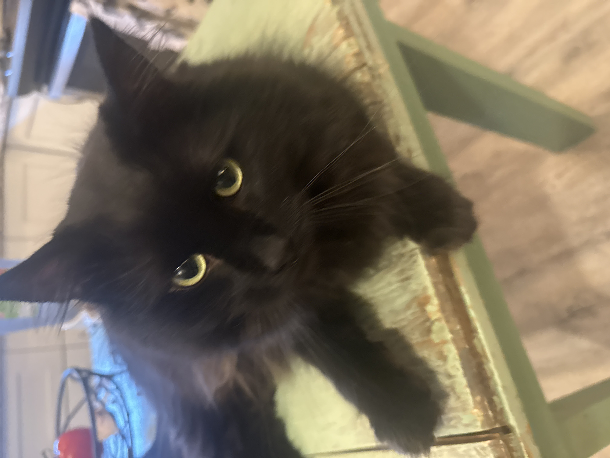 A medium shot captures a fluffy black cat with yellow eyes lying on a distressed light green wooden table. The cat is positioned in the center of the frame, facing the camera with its head slightly tilted. Its fur appears long and luxurious, and its eyes are wide and alert. The table has a worn surface with visible grain and some reddish-brown staining, suggesting age or a rustic aesthetic. The background is blurred but suggests an indoor environment, possibly a kitchen, with hints of white cabinetry and a countertop. The lighting is moderate, creating soft shadows. The location is not specified in the image or available data.