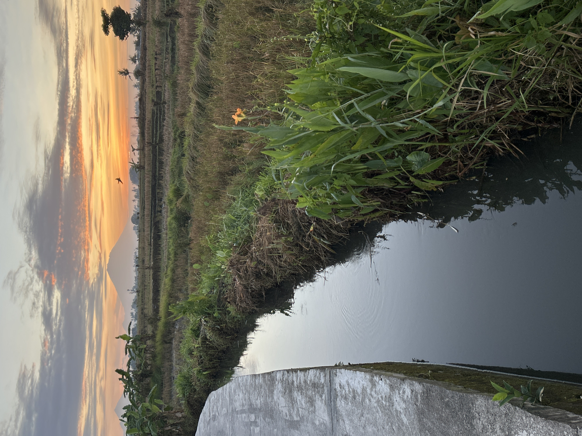 The image depicts a tranquil rural scene at dawn in Mengwi, Indonesia. A concrete pathway borders a narrow, dark canal filled with still water that reflects the overcast sky. The canal is flanked by lush green vegetation, with tall grasses and broad-leafed plants growing along its edges. In the middle ground, harvested rice paddies stretch towards a hazy horizon, dotted with banana trees and palm trees. A prominent, cone-shaped mountain is visible in the distance, silhouetted against a sky painted with soft hues of orange, pink, and gray, indicative of sunrise. Two birds are captured in flight, adding a sense of movement to the otherwise serene landscape. A single orange flower blooms amongst the greenery near the canal. The overall atmosphere is peaceful and serene, capturing the quiet beauty of the Indonesian countryside at the start of the day.