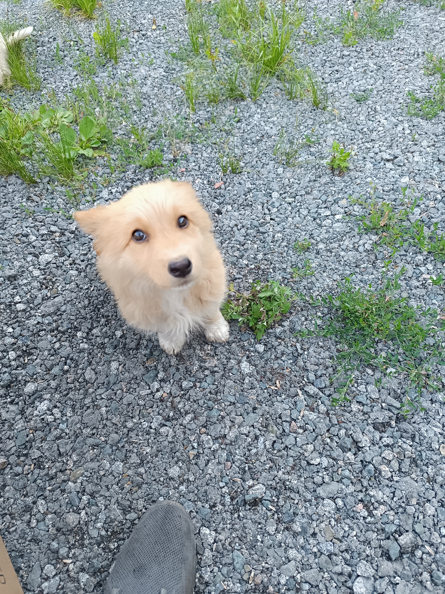 A light-colored puppy sits on a gravel surface, looking upwards towards the camera with a curious expression. The puppy has large, expressive brown eyes and fluffy fur around its face and body. Its paws are visible, resting on the gravel.
The scene appears to be outdoors, with patches of green grass and weeds interspersed among the gray gravel. In the background, more gravel and vegetation are visible, suggesting an outdoor area. The lighting appears to be natural daylight, with no strong shadows that would indicate a specific time of day. The weather seems to be fair, suitable for outdoor activity.
The perspective of the shot is from a slightly elevated position, looking down at the puppy. A person's foot, wearing a grey knitted shoe, is partially visible at the bottom of the frame, indicating that the photographer is nearby. The overall mood of the image is heartwarming and captures a moment of innocent connection between the puppy and the viewer. The location is identified as Aqköl, Kazakhstan. There is no visible text in the image.