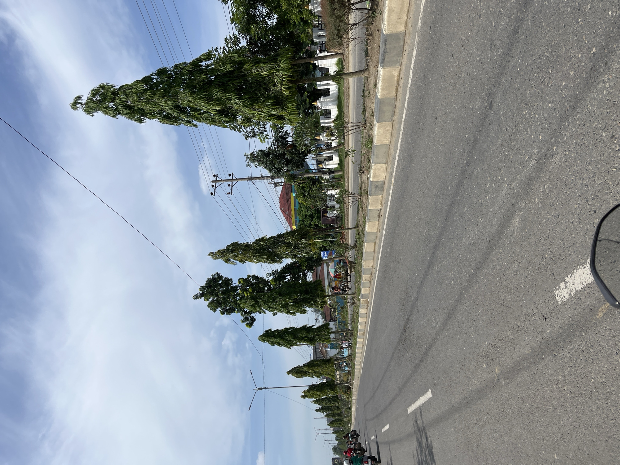 The image depicts a street scene in Tanjungkarang, Indonesia. A paved road with white lane markings dominates the foreground, with a slight upward incline. On the right side of the road, a row of tall, slender trees with dense green foliage is planted along a curb made of concrete blocks. Beyond the trees, there are buildings with colorful roofs, white fences, and power lines overhead. A few motorcycles, some with riders, are visible on the road. The sky is partly cloudy with a light blue hue. The overall impression is of a sunny day in an urban or suburban environment with tree-lined streets.