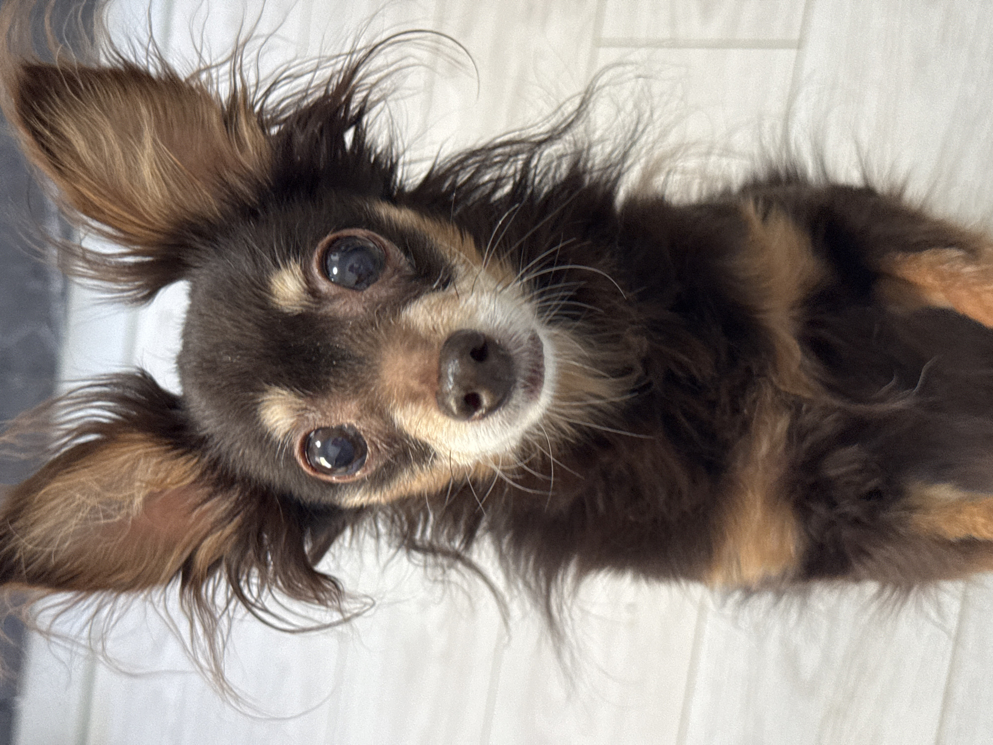 A brown and tan long-haired Chihuahua-like dog is lying on its side, looking up at the camera. The dog has large, dark eyes and prominent ears. The background appears to be a light-colored wooden floor. There is no information to suggest this image was taken in Chaikovsky, Russia.