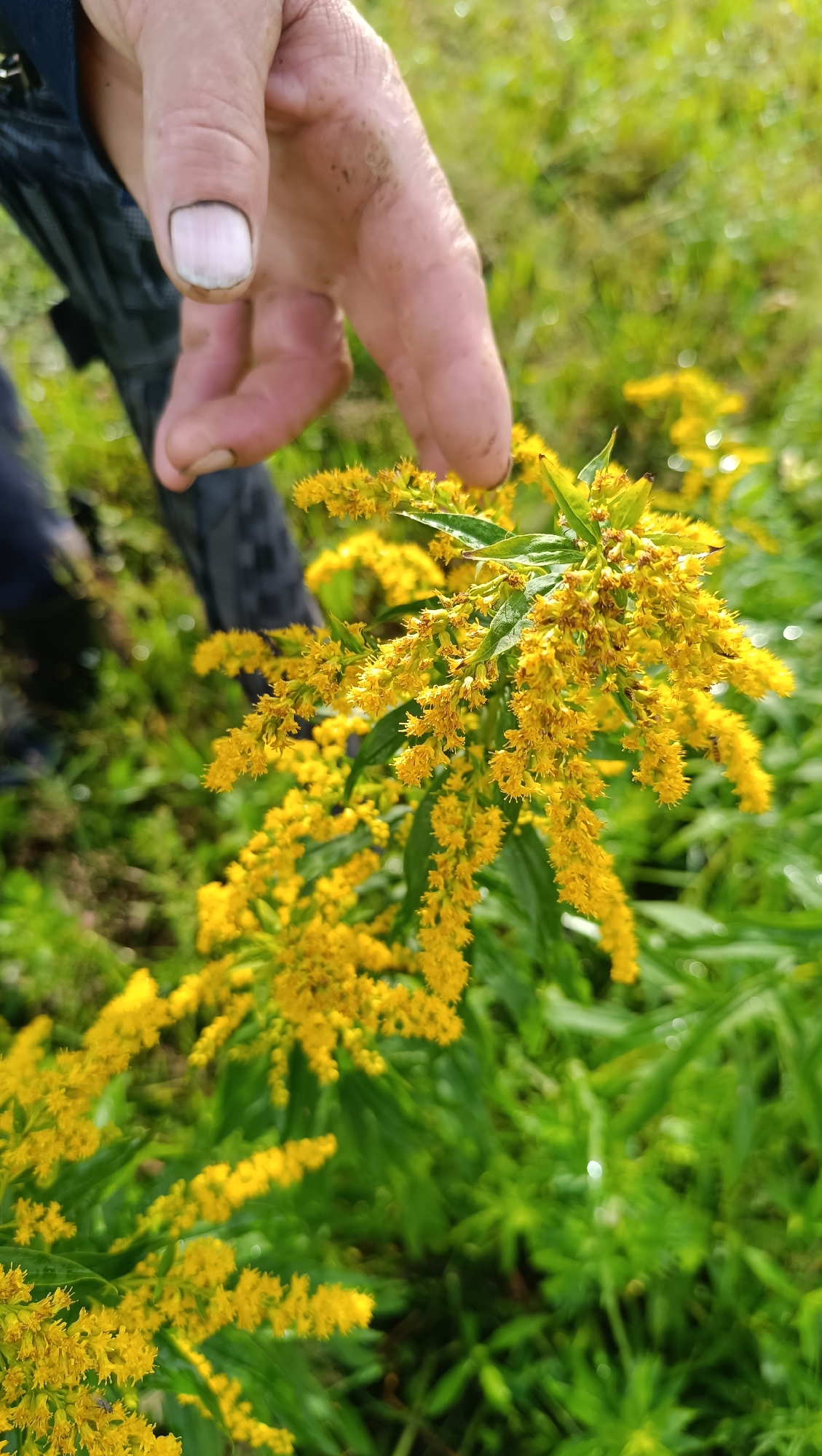 A close-up, eye-level shot shows a person's dirty hands reaching towards a cluster of bright yellow flowers. The hand, with visibly unclean fingernails, is positioned in the upper left quadrant of the frame, with the fingers gently extended towards the blossoms. The flowers, which appear to be goldenrod, are in full bloom and form feathery plumes of tiny yellow florets. They are densely packed and cascade downwards. The background is a soft blur of green foliage, suggesting an outdoor, natural setting. The image is taken in natural light, with some water droplets visible on the leaves. The exact location within the city of Karsha, Russia, cannot be determined from the visual information provided in the image.