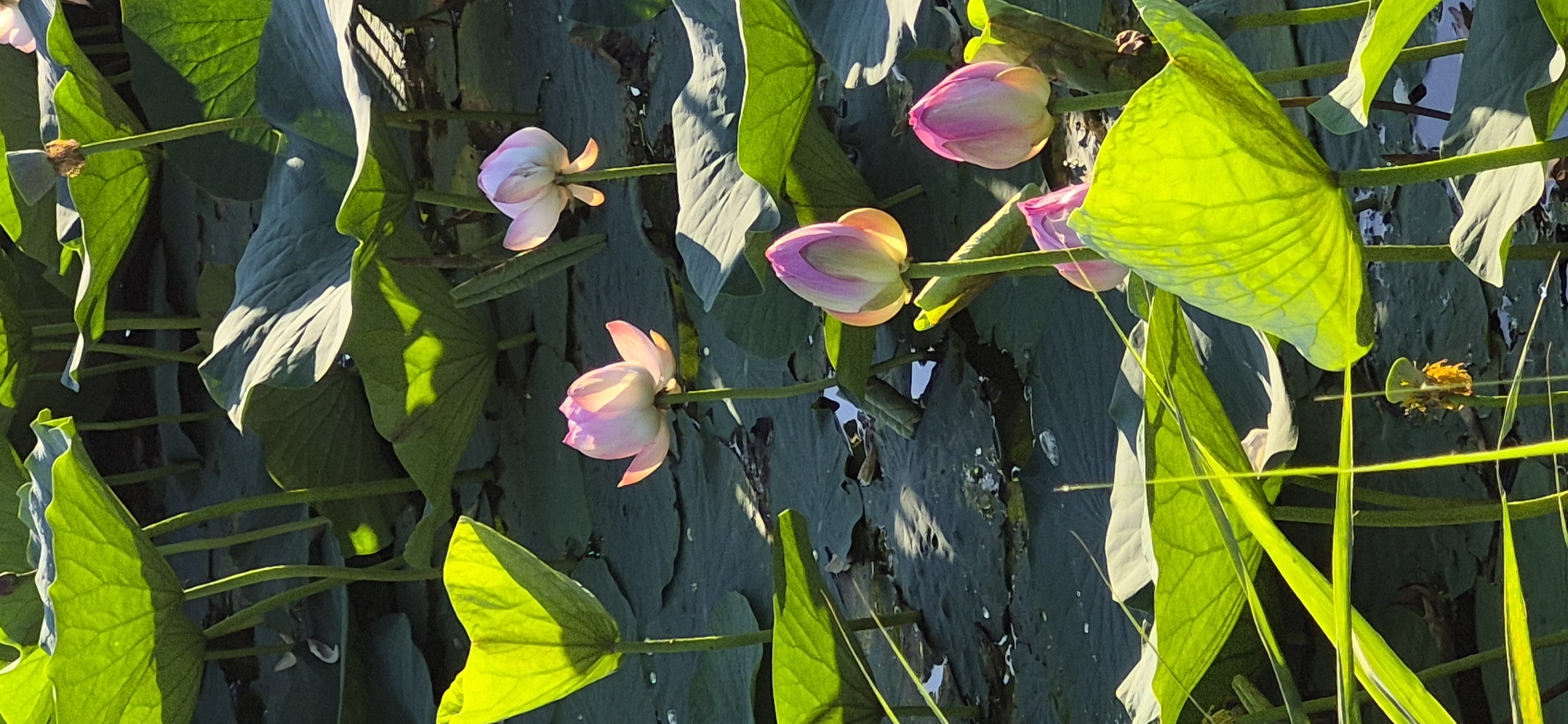 A close-up, vertical shot captures a pond filled with lotus plants. The foreground features several large, luminous green lotus leaves, some cupped and others flat, with visible veins. Among the leaves, multiple lotus buds and a few partially opened flowers are visible. The buds are a vibrant pink and white, with some tinged with orange from the sunlight, while the open flowers display delicate pink petals. The water surface is largely obscured by the dense foliage. The lighting suggests it is either early morning or late afternoon, with sunlight backlighting some of the leaves, creating a glowing effect. The background is a dark, out-of-focus mix of more lotus leaves and stems. The scene is serene and natural, with no people or animals readily apparent.